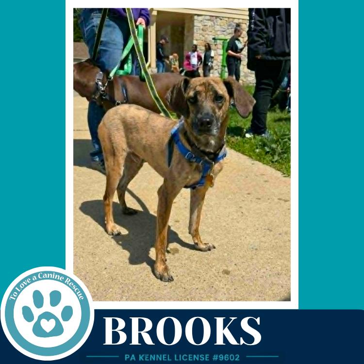 Enlarge Brooks 022126, a Adoptable mixed breed in Kimberton, PA image 6/6