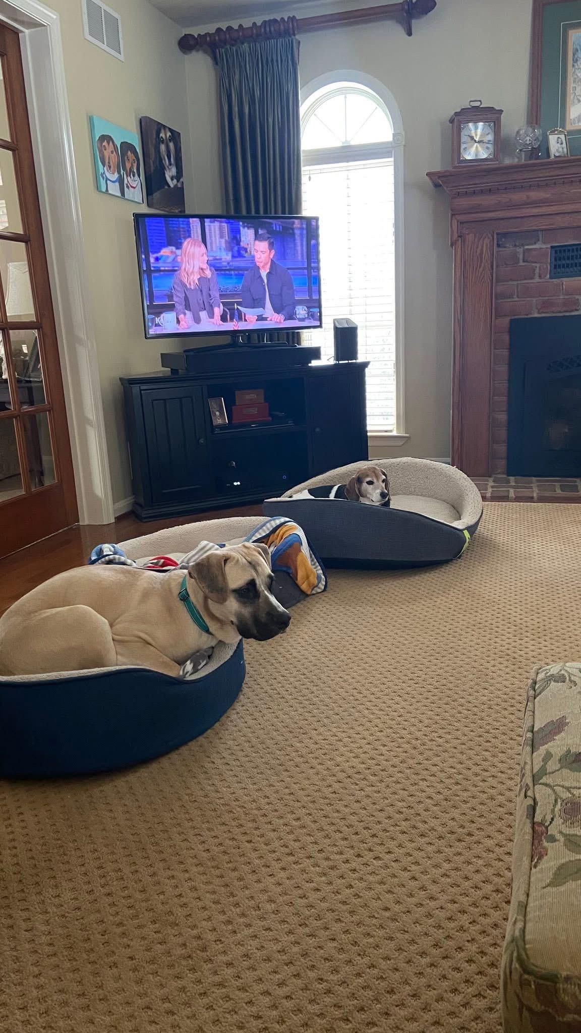 Enlarge Betty, a ADOPTABLE mixed breed in Ellicott City, MD image 5/5