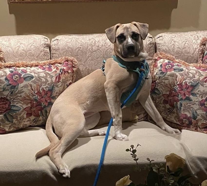 Enlarge Betty, a ADOPTABLE mixed breed in Ellicott City, MD image 2/5