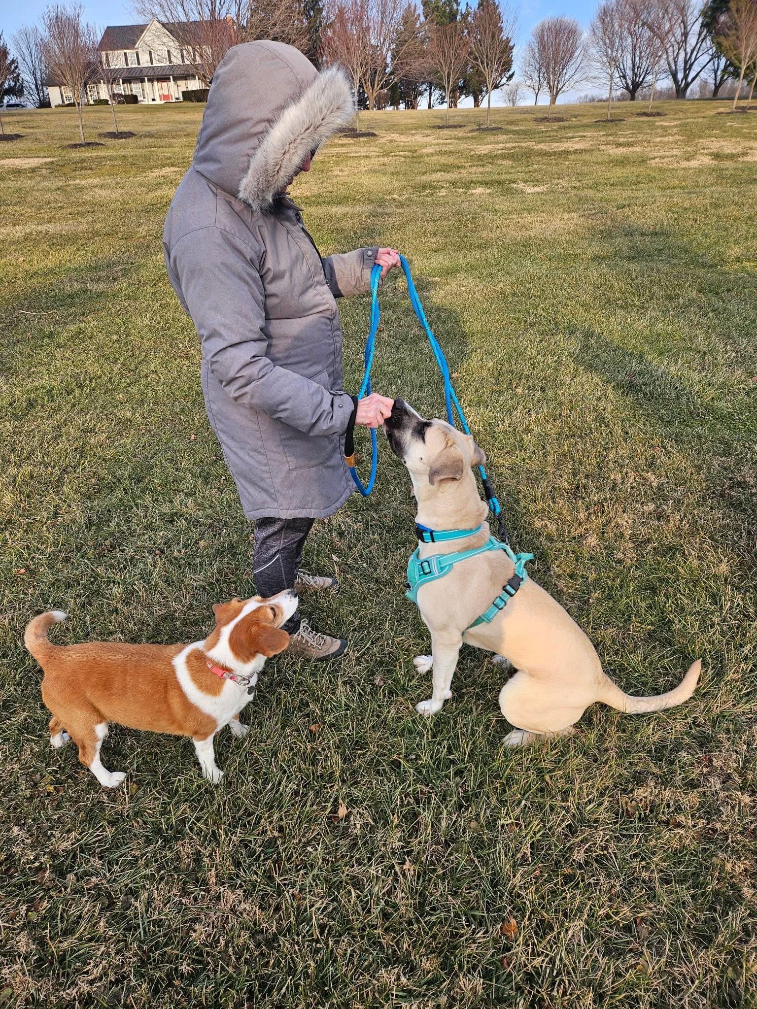 Enlarge Betty, a ADOPTABLE mixed breed in Ellicott City, MD image 4/5
