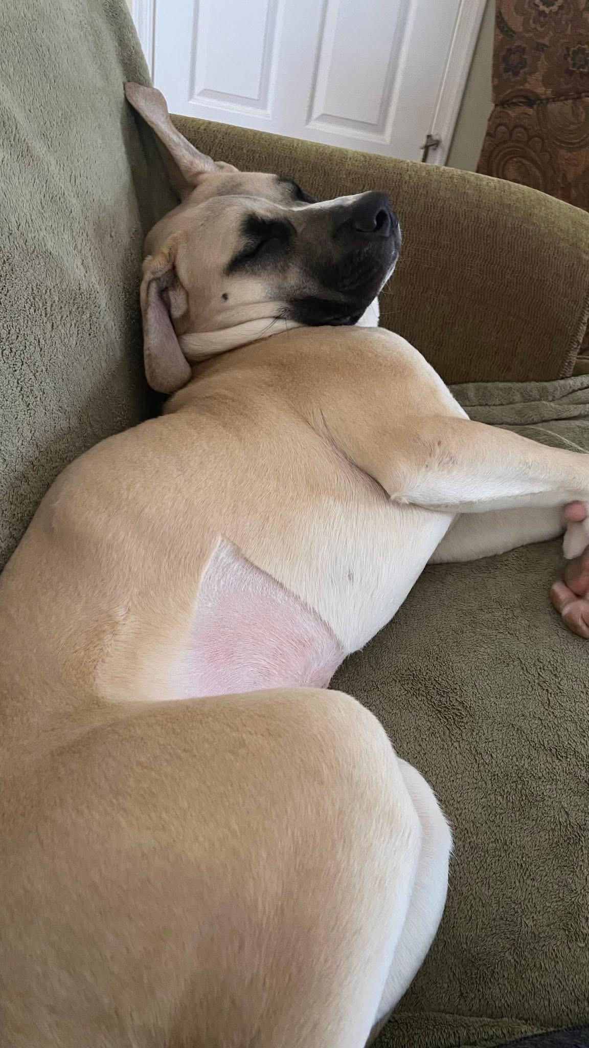 Enlarge Betty, a ADOPTABLE mixed breed in Ellicott City, MD image 3/5