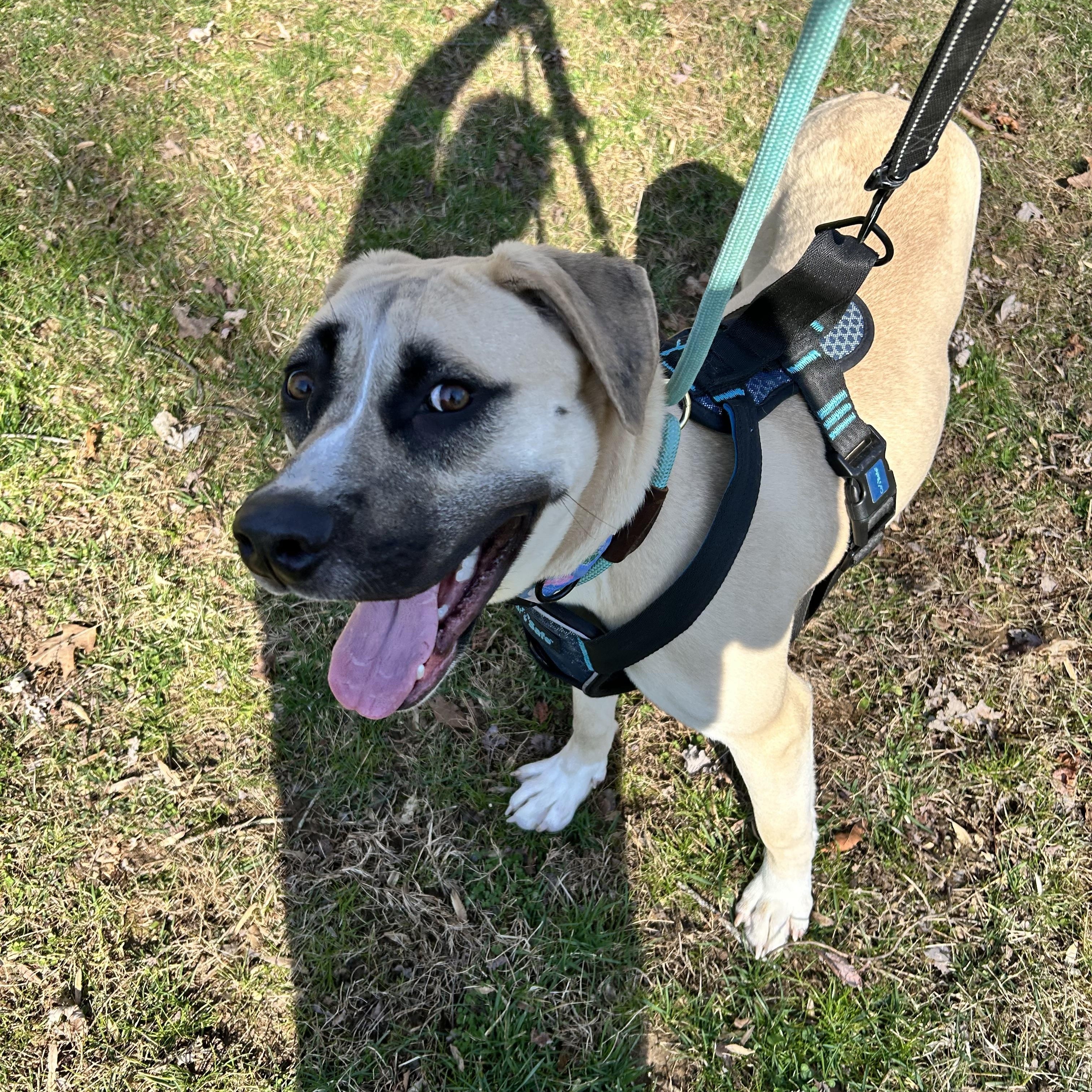 Betty, ADOPTABLE, Adult Female Hound.