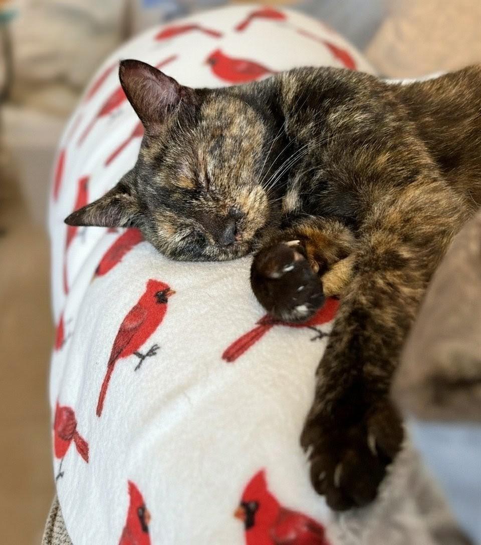 Enlarge Tess and Zoey (bonded mother and daughter), a Adoptable Domestic Short Hair in Asheville, NC image 3/6