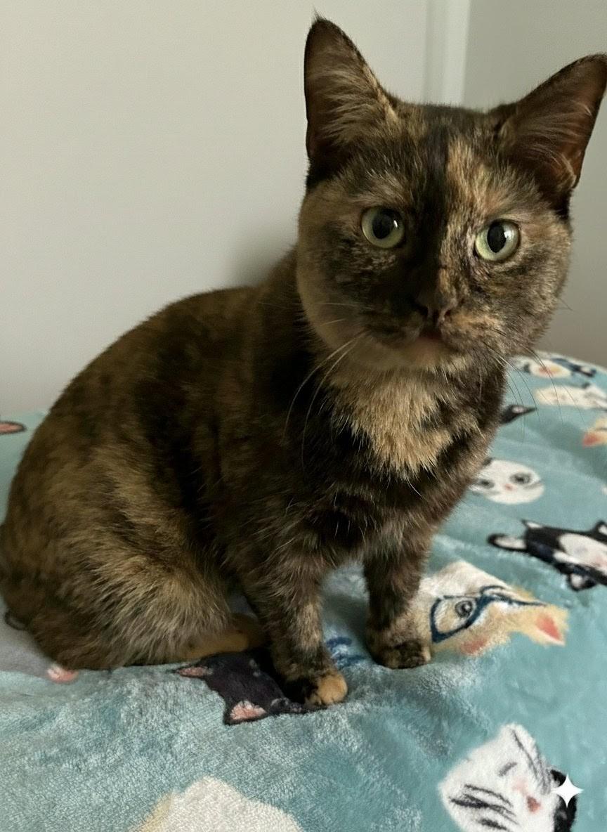 Enlarge Tess and Zoey (bonded mother and daughter), a Adoptable Domestic Short Hair in Asheville, NC image 6/6
