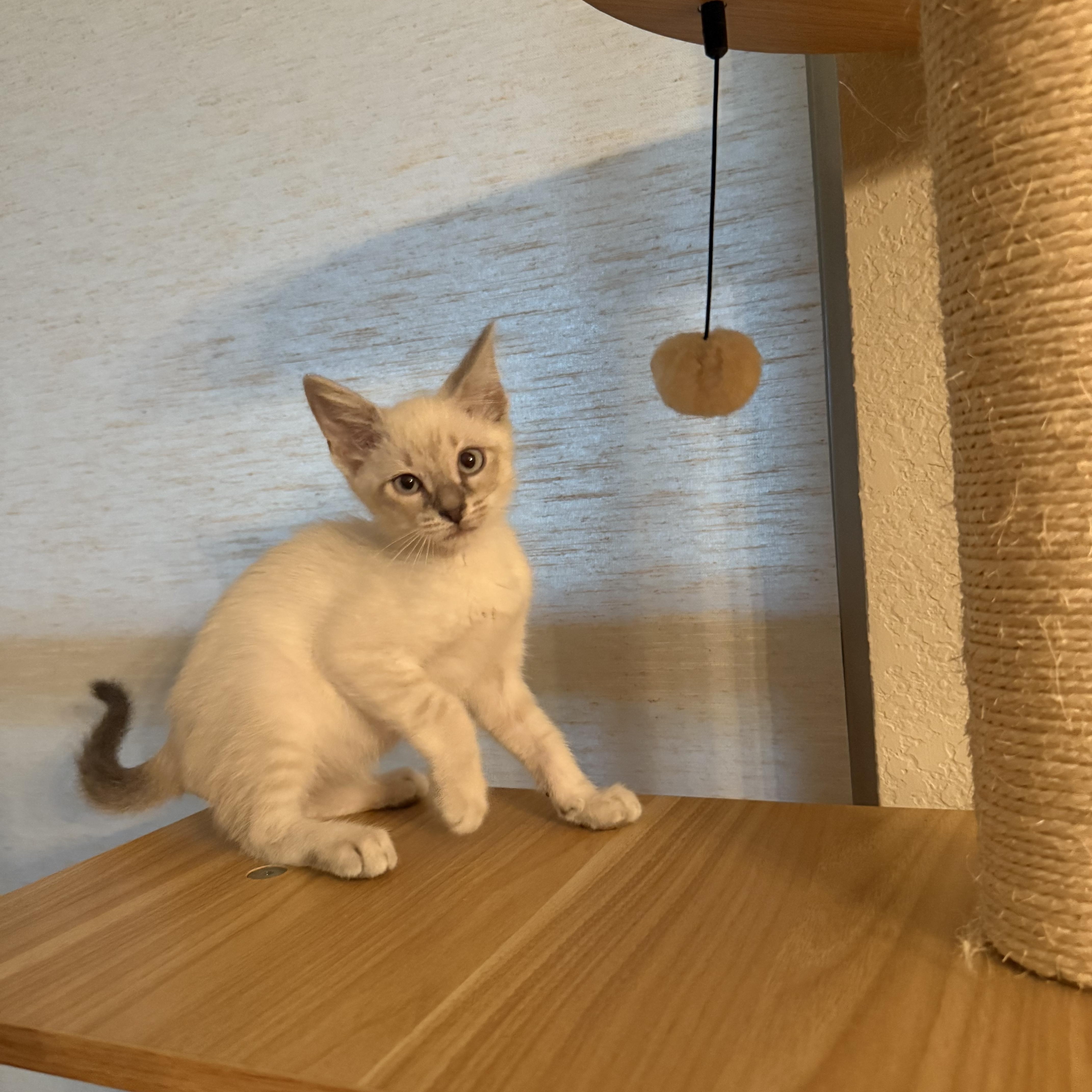 Waveney OR14399-T, an adopted mixed breed in Beaverton, OR image 5/5