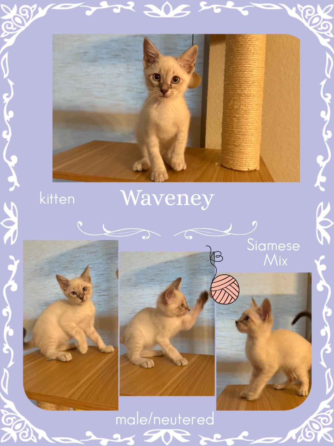 Waveney OR14399-T, an adopted mixed breed in Beaverton, OR image 3/5