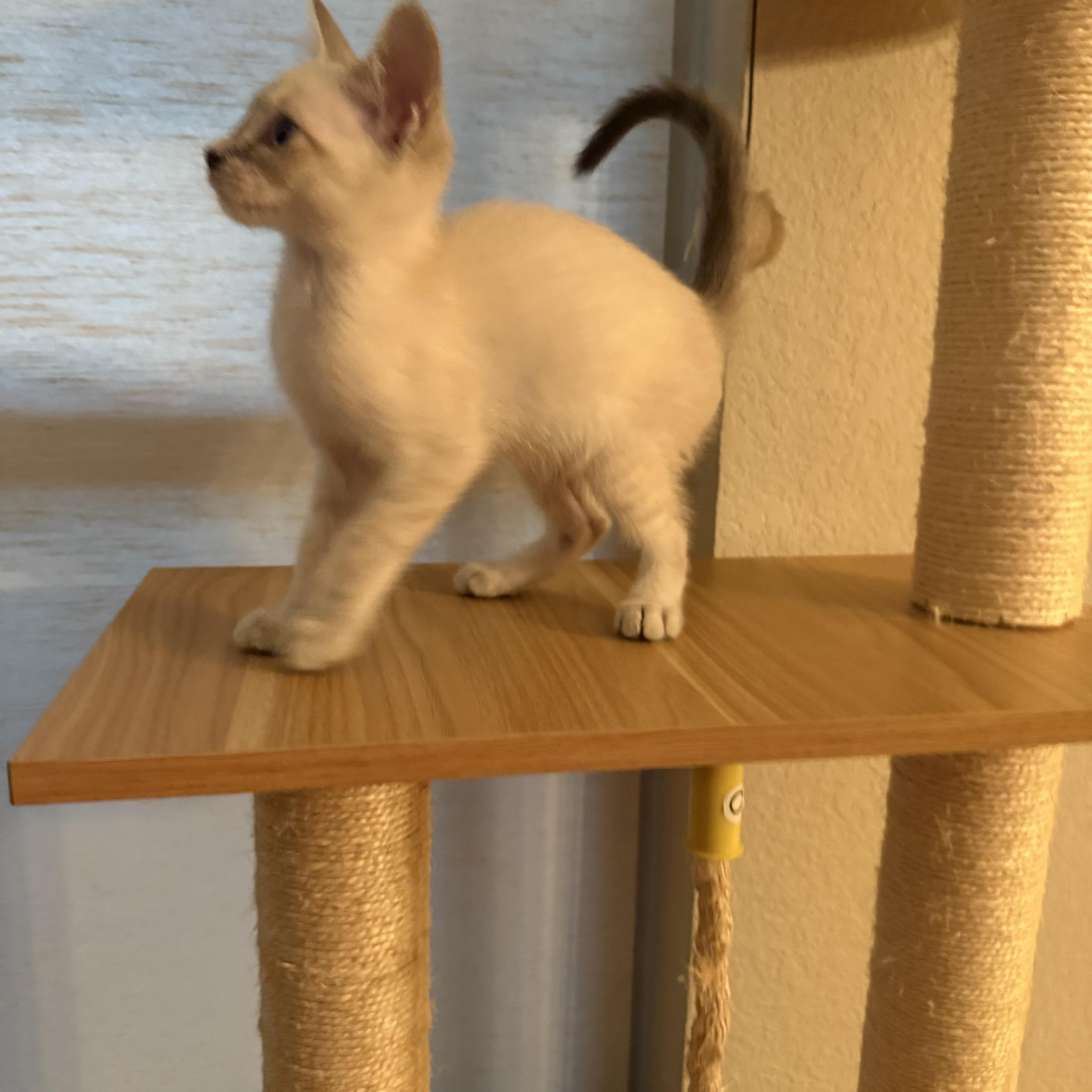 Waveney OR14399-T, adopted, Kitten Male Siamese & Domestic Short Hair.