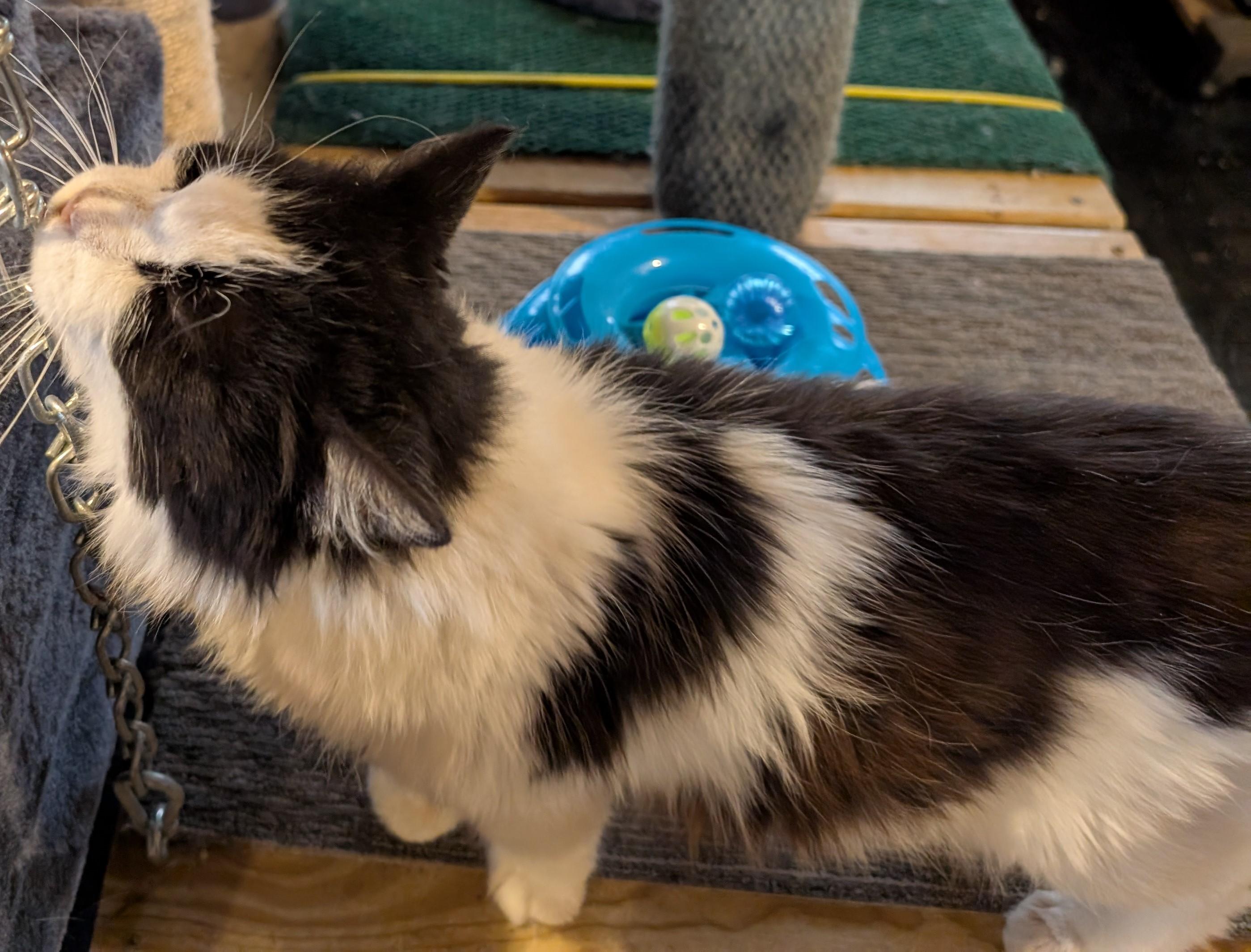 Subway, Adopted, Adult Female American Shorthair.