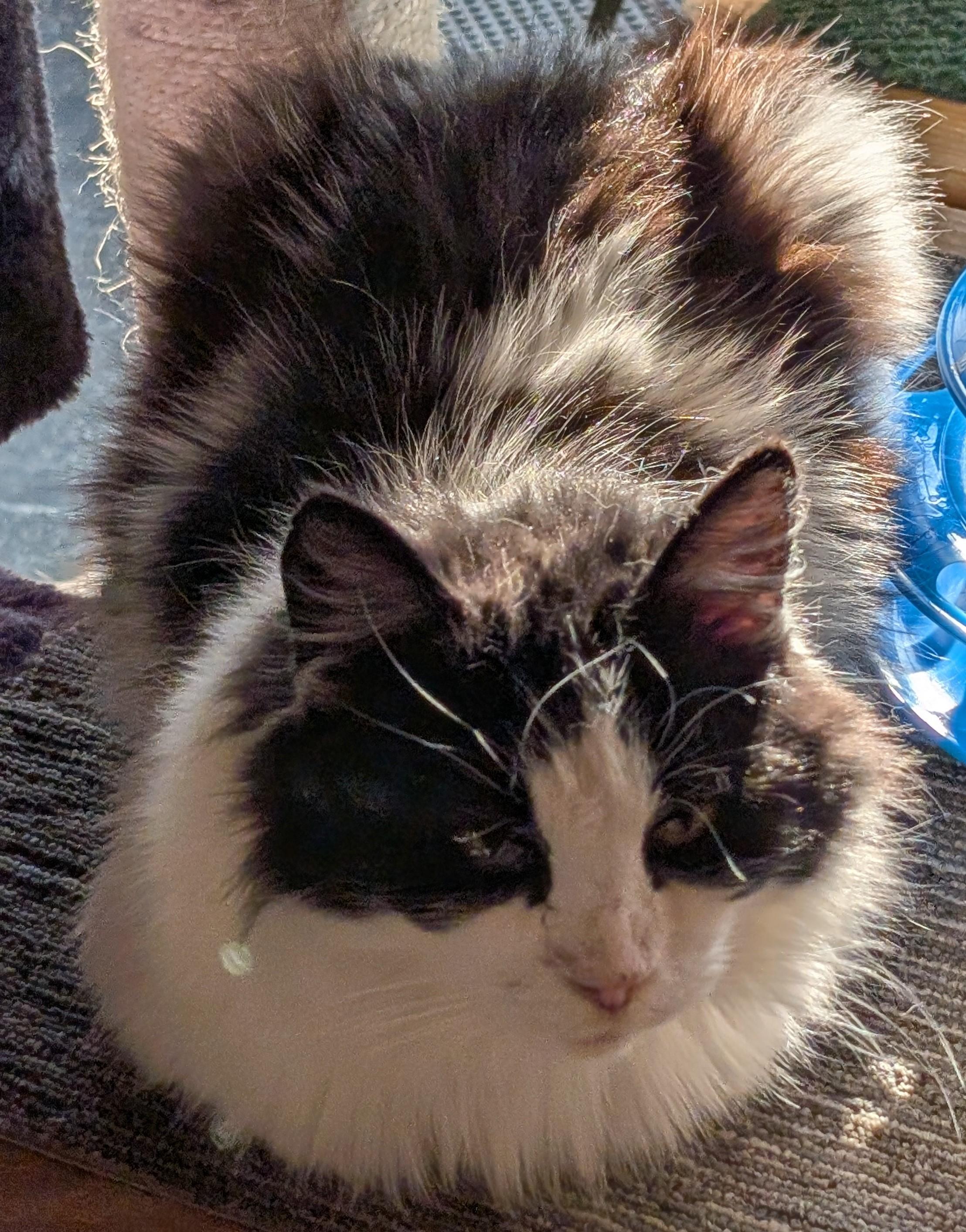 Enlarge Subway, a Adopted American Shorthair in Milbank, SD image 3/6