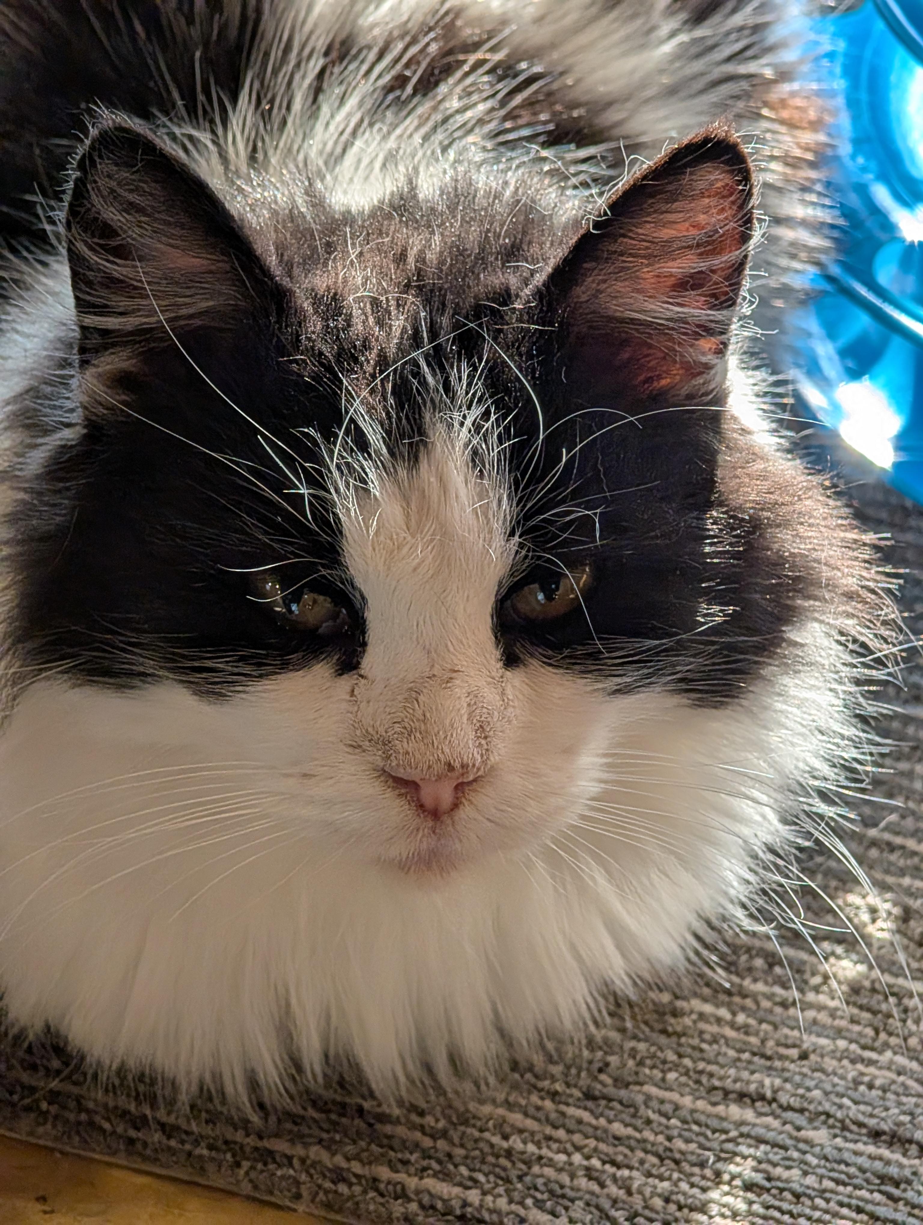 Enlarge Subway, a Adopted American Shorthair in Milbank, SD image 5/6