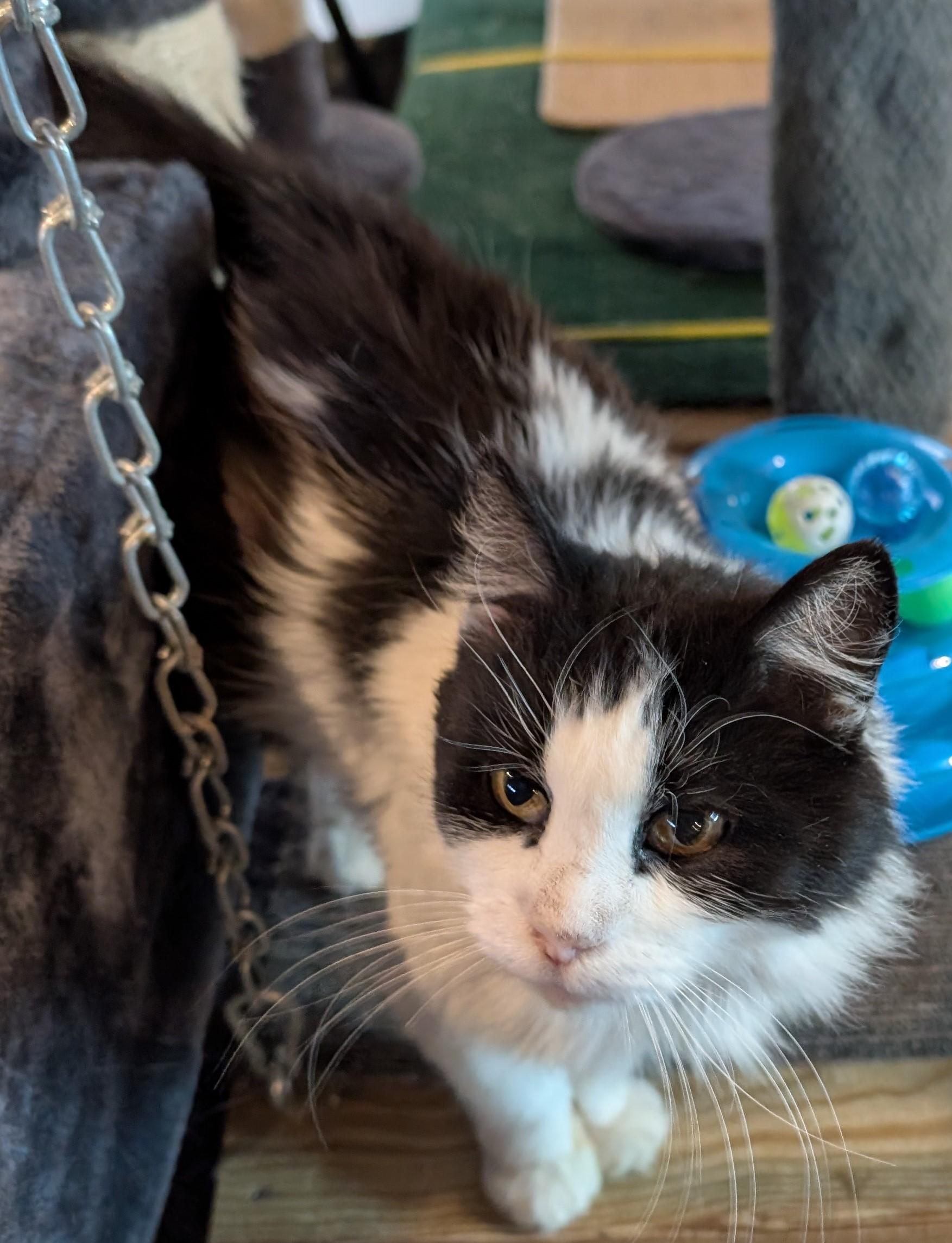 Enlarge Subway, a Adopted American Shorthair in Milbank, SD image 6/6