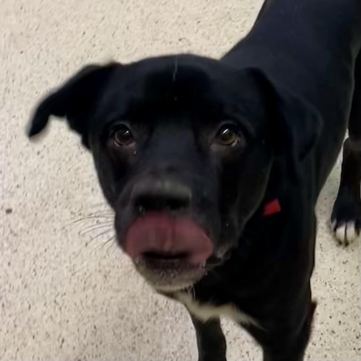 Enlarge Denver, a hold mixed breed in Muncie, IN image 2/6