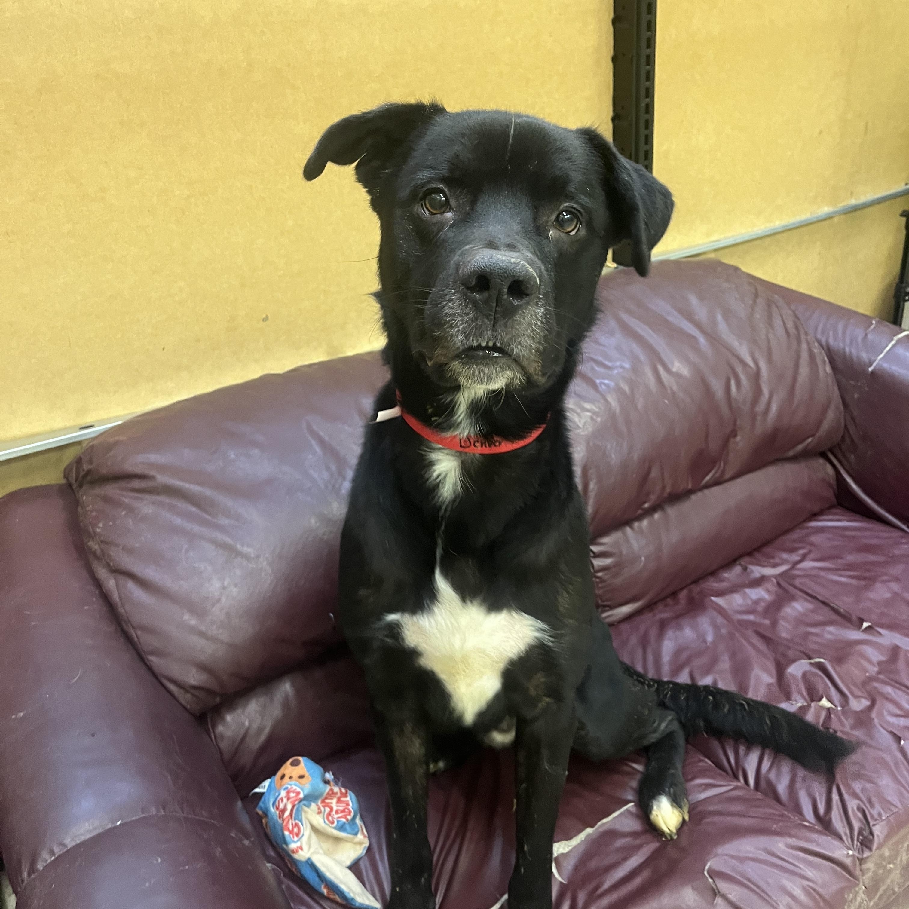 Enlarge Denver, a hold mixed breed in Muncie, IN image 6/6