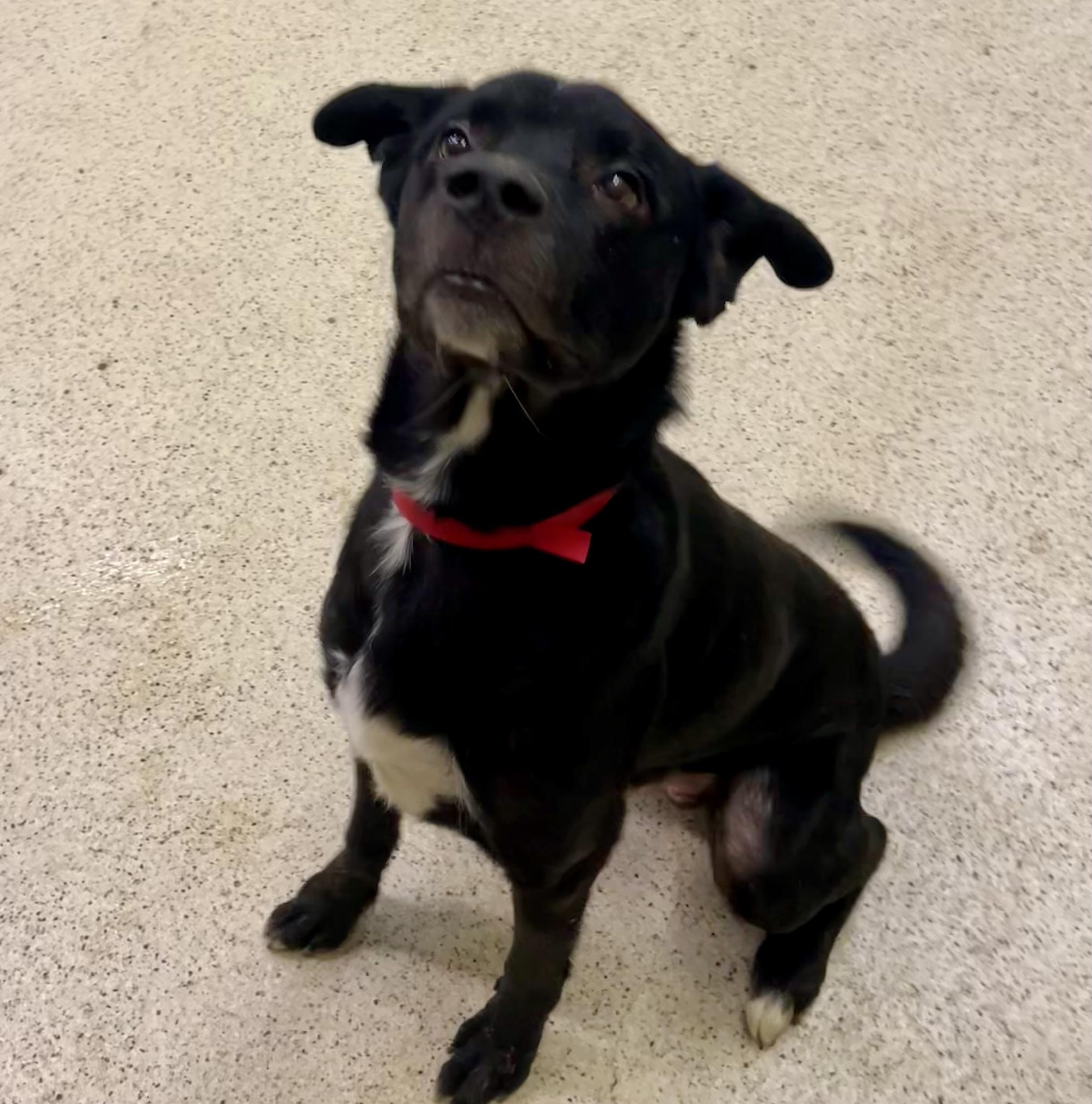 Enlarge Denver, a hold mixed breed in Muncie, IN image 3/6