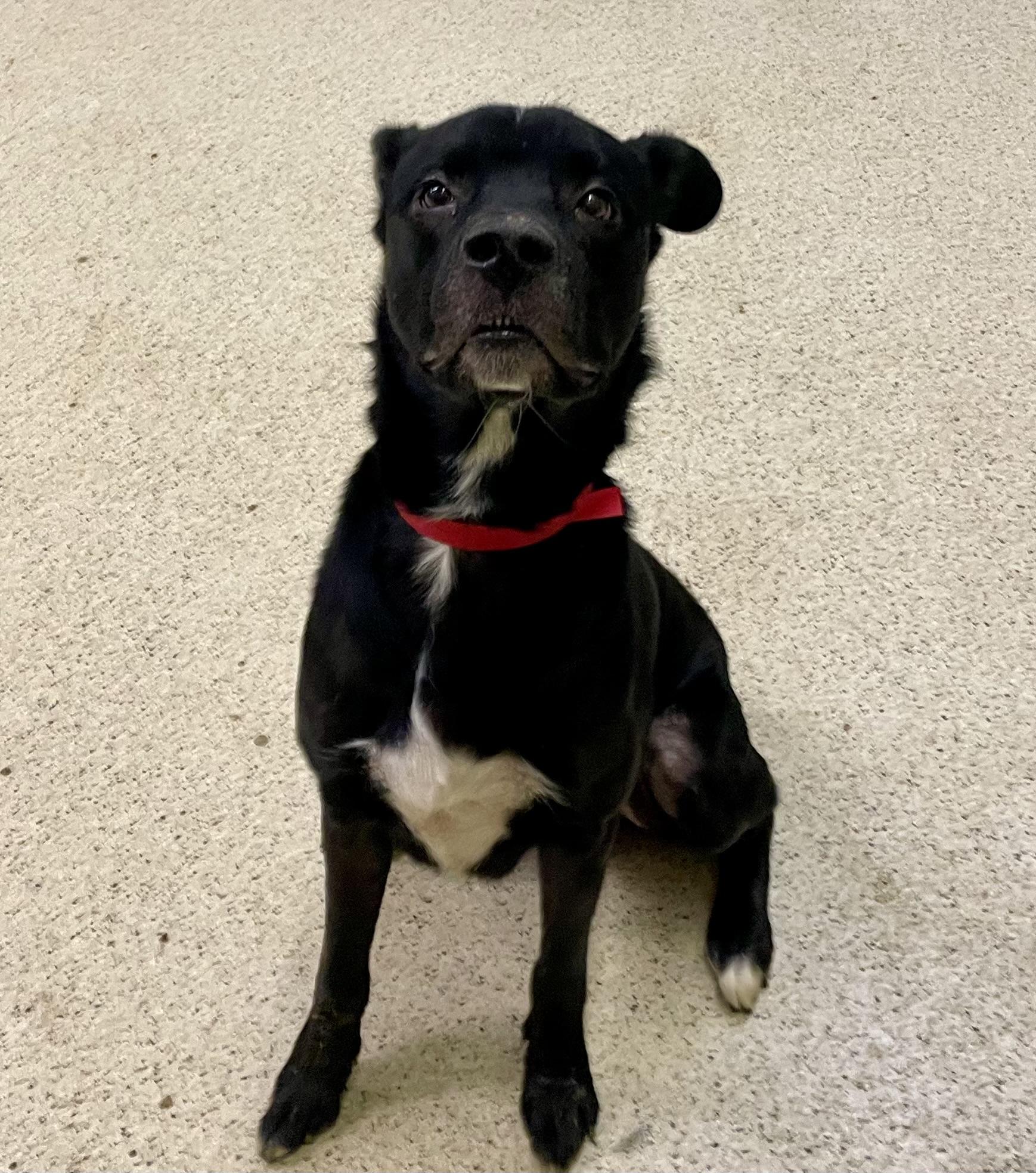 Enlarge Denver, a hold mixed breed in Muncie, IN image 4/6