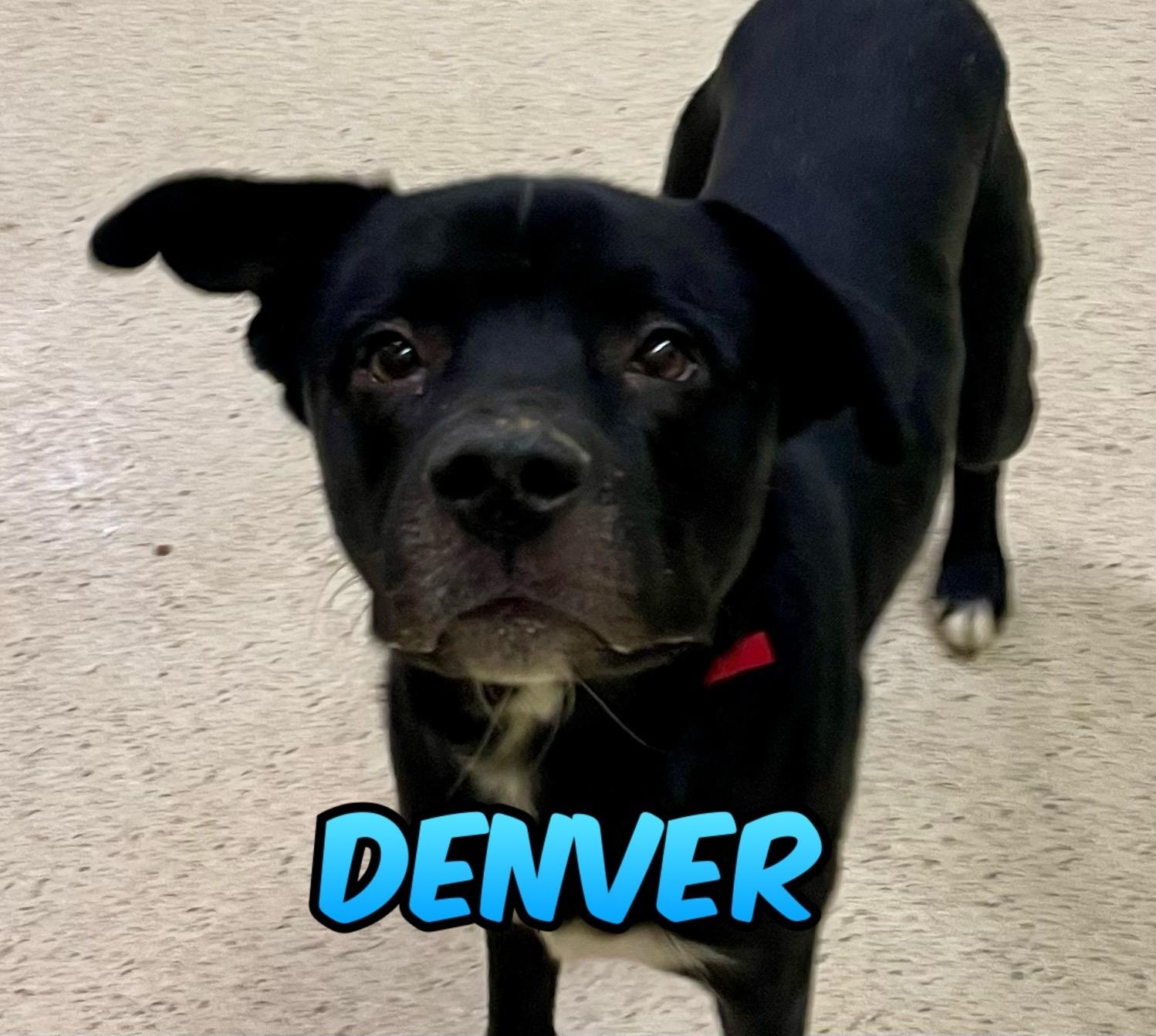 Denver, Adoptable, Young Male Boxer.