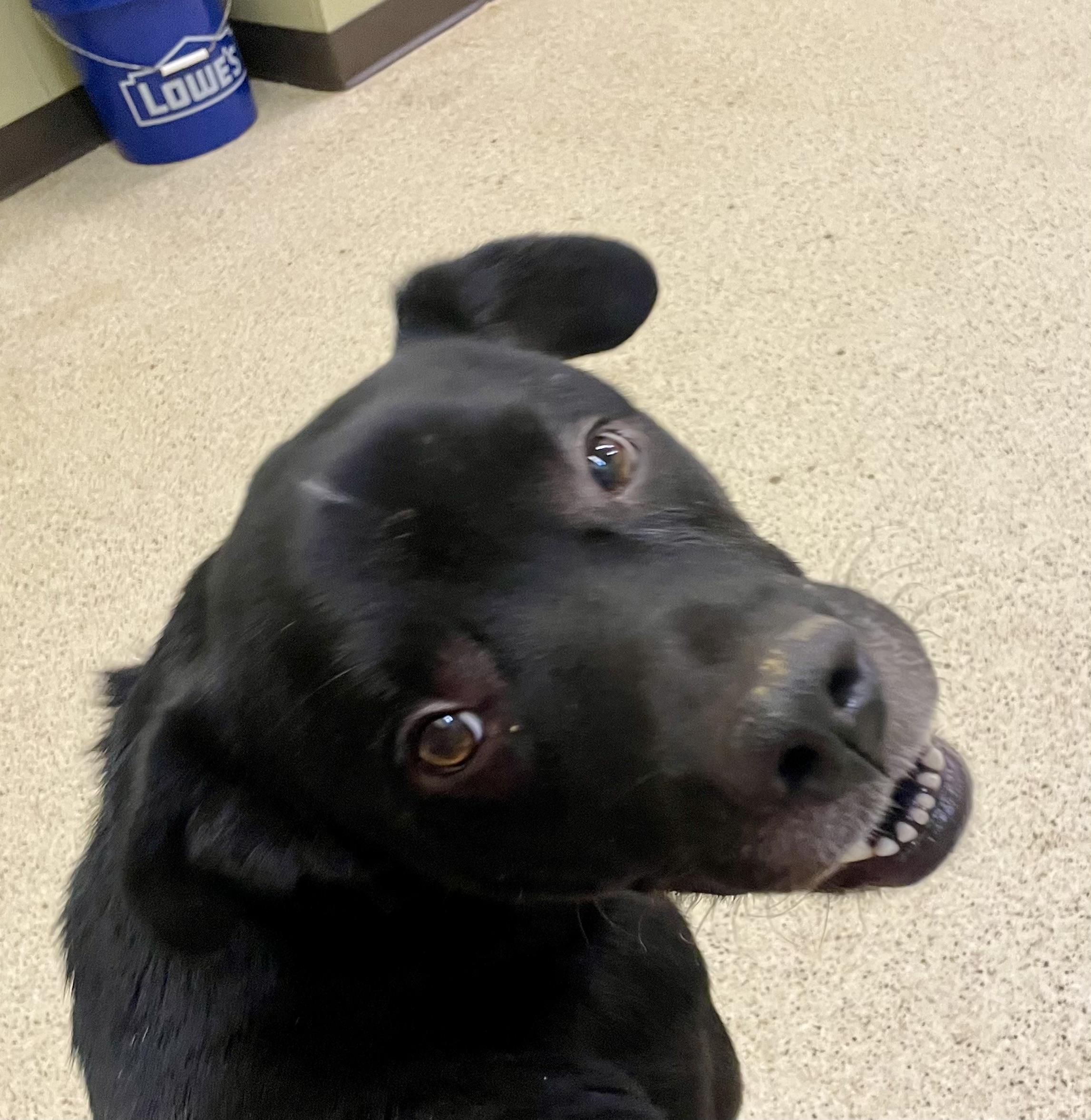 Enlarge Denver, a hold mixed breed in Muncie, IN image 5/6