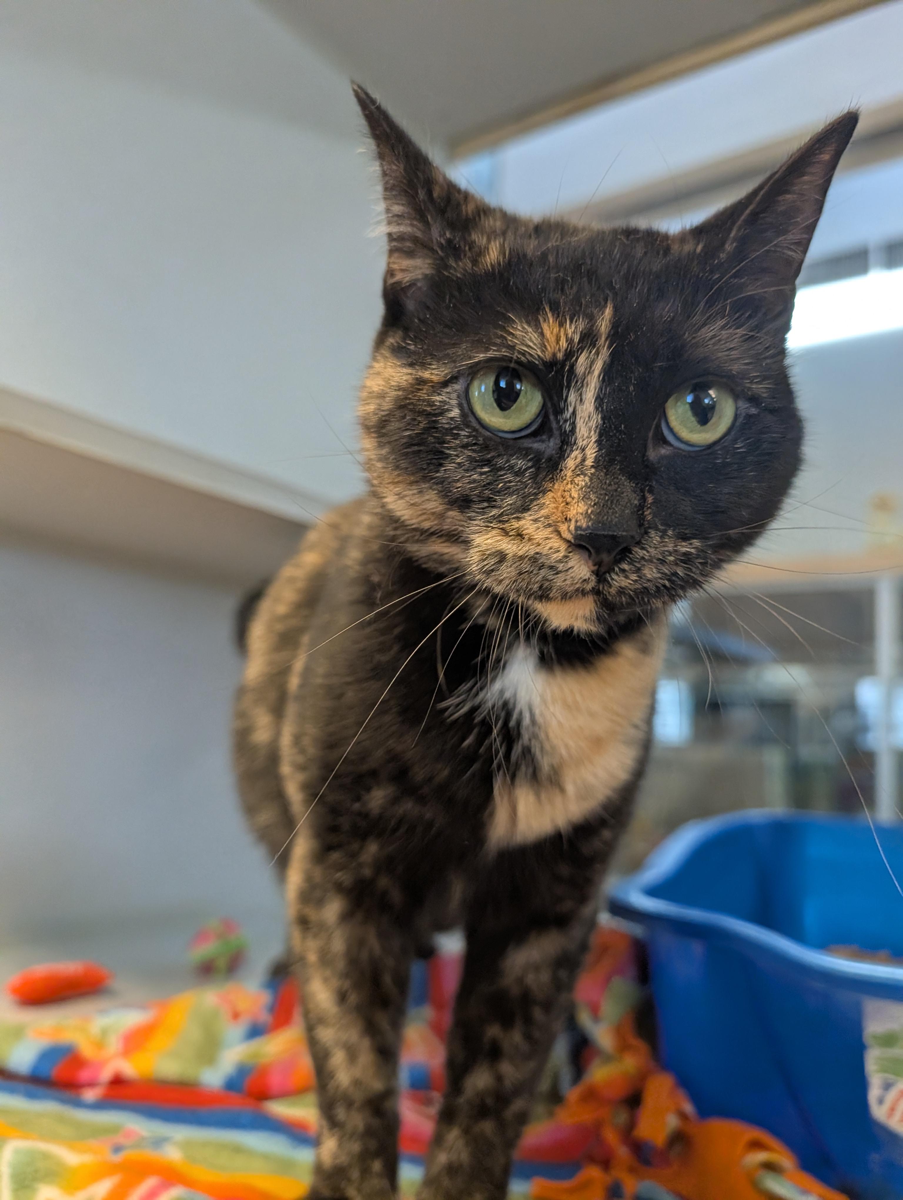 Enlarge Angie, a Adoptable Domestic Short Hair in Cedar Rapids, IA image 2/2