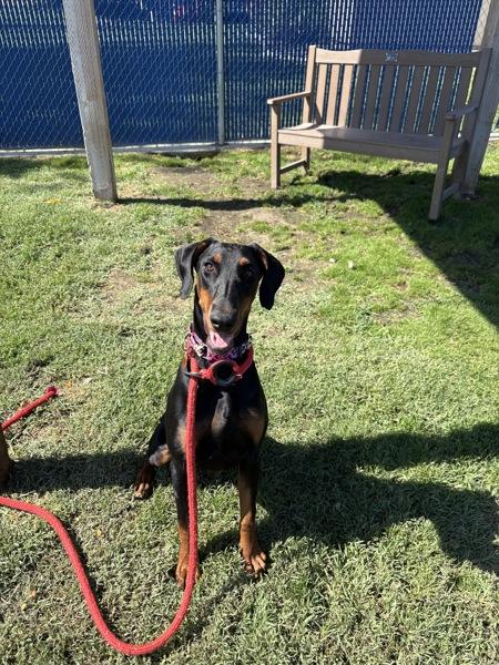 Emmy, Adoptable, Young Female Doberman Pinscher.