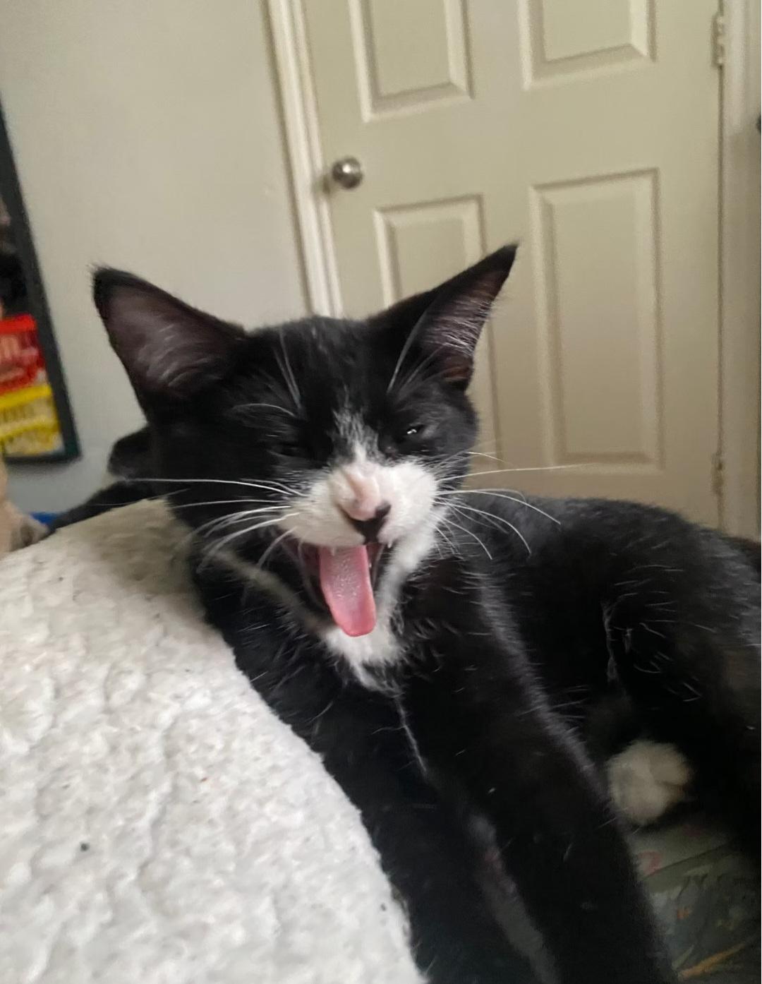 Enlarge Bishop, an adopted Domestic Short Hair in Montréal, QC image 3/3