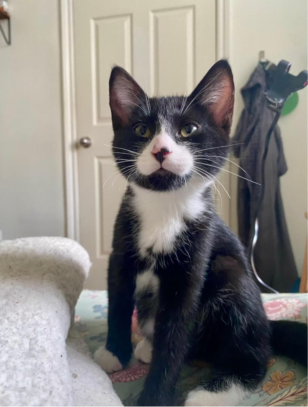 Enlarge Bishop, an adopted Domestic Short Hair in Montréal, QC image 1/3