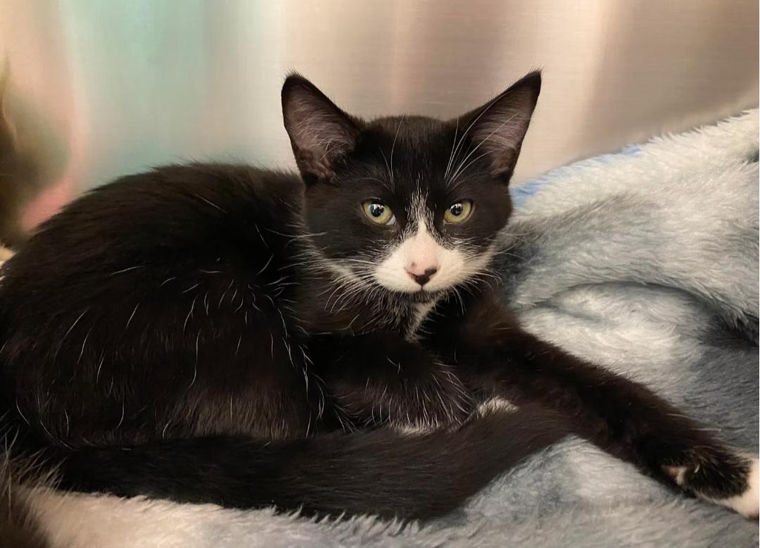 Enlarge Bishop, an adopted Domestic Short Hair in Montréal, QC image 2/3