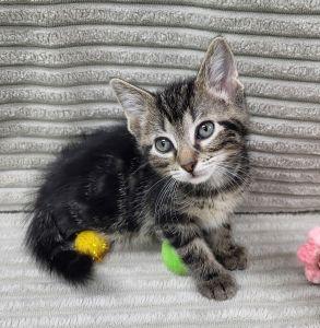 Beetle, ADOPTABLE, Young Male Domestic Short Hair.