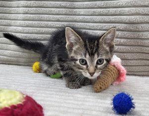 Beetle, a ADOPTABLE Domestic Short Hair in Bucyrus, OH image 3/3