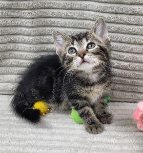 Beetle, a ADOPTABLE Domestic Short Hair in Bucyrus, OH image 2/3