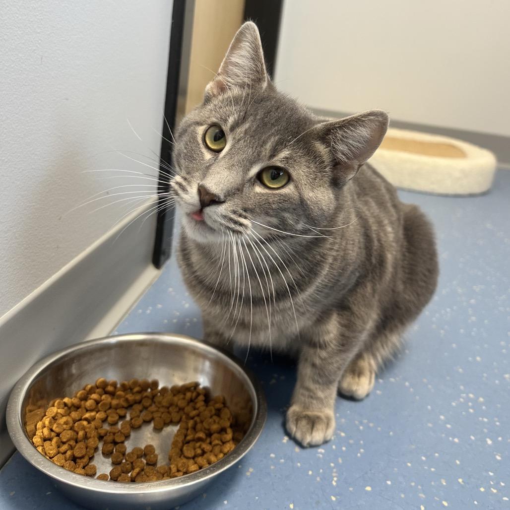 Yukon, Adoptable, Young Male Domestic Short Hair.