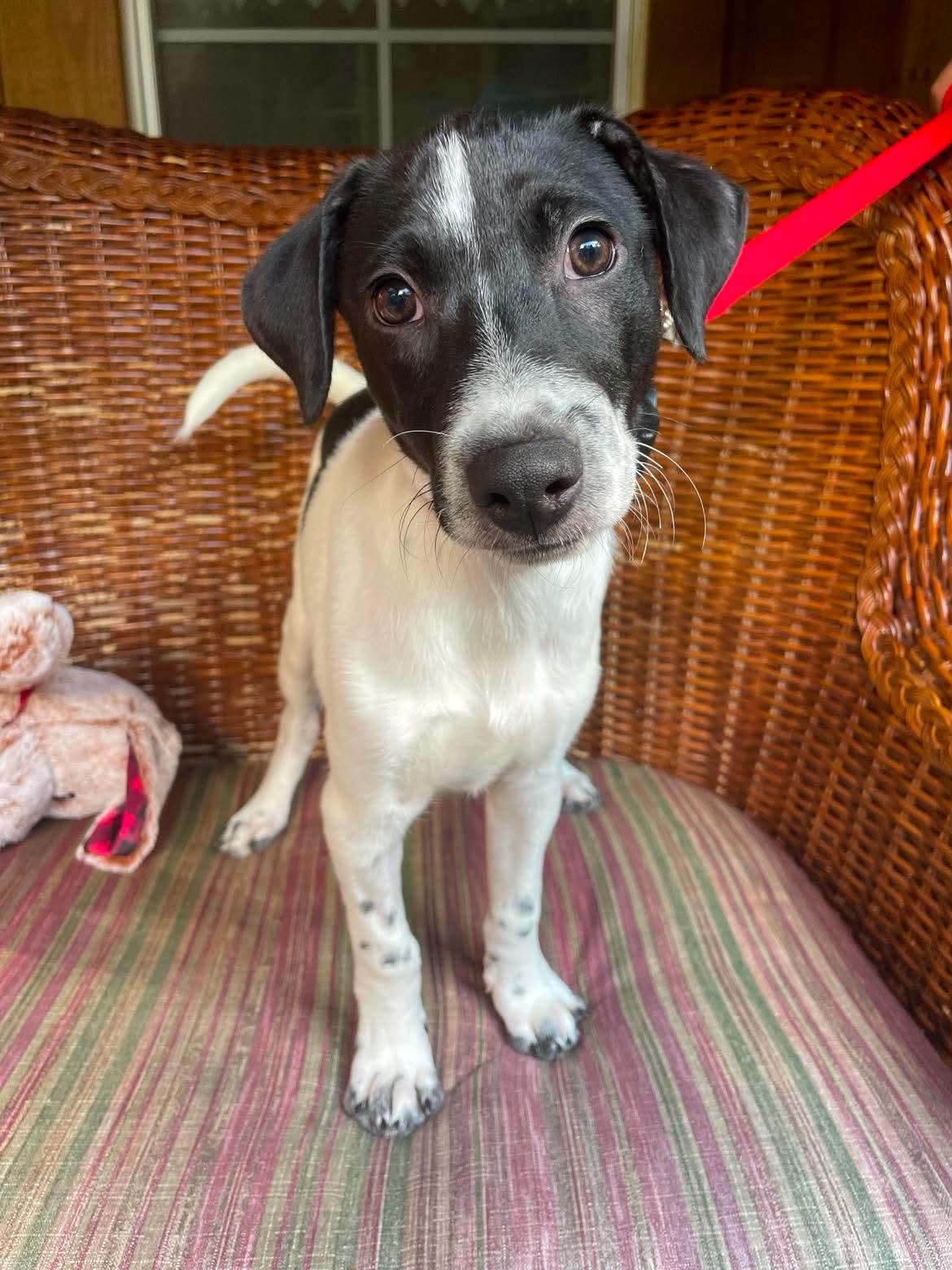 Enlarge Kingston, a Adoptable Mixed Breed in Berwick, ME image 1/1