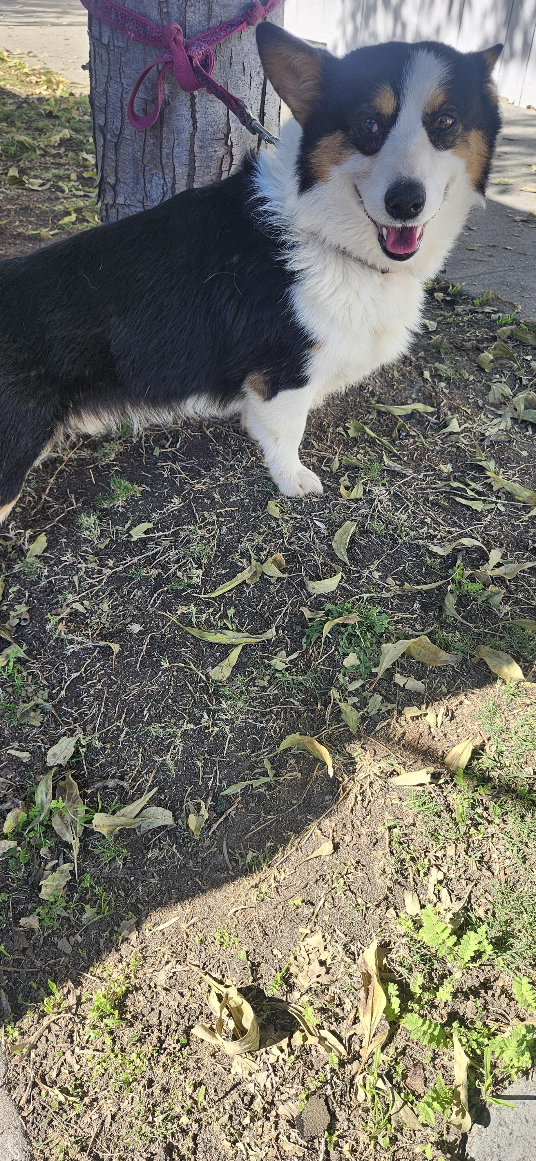 Enlarge Ellie boy, an adopted Corgi in Torrance, CA image 3/4