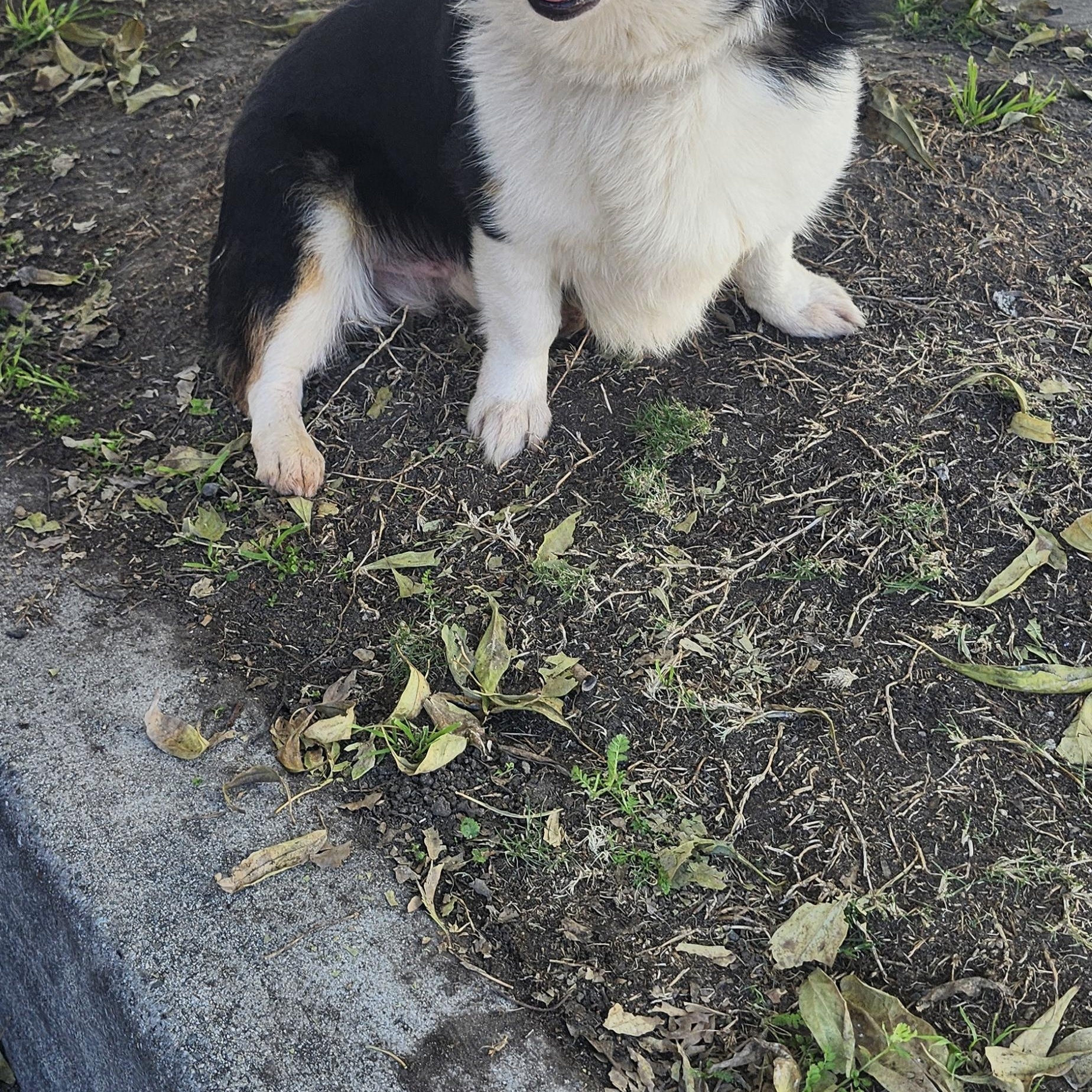 Enlarge Ellie boy, an adopted Corgi in Torrance, CA image 2/4