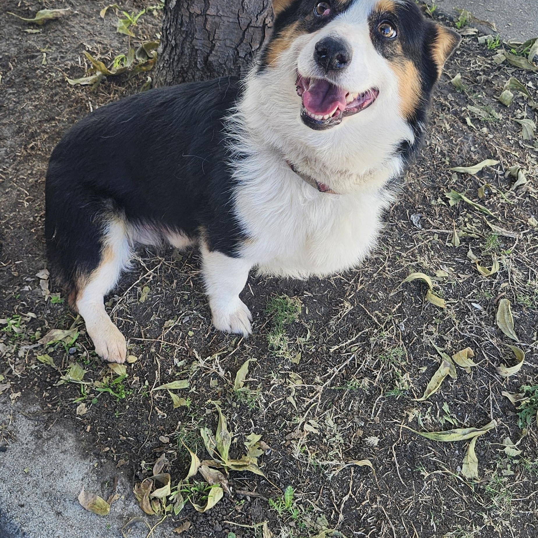 Ellie boy, adopted, Adult Male Corgi.