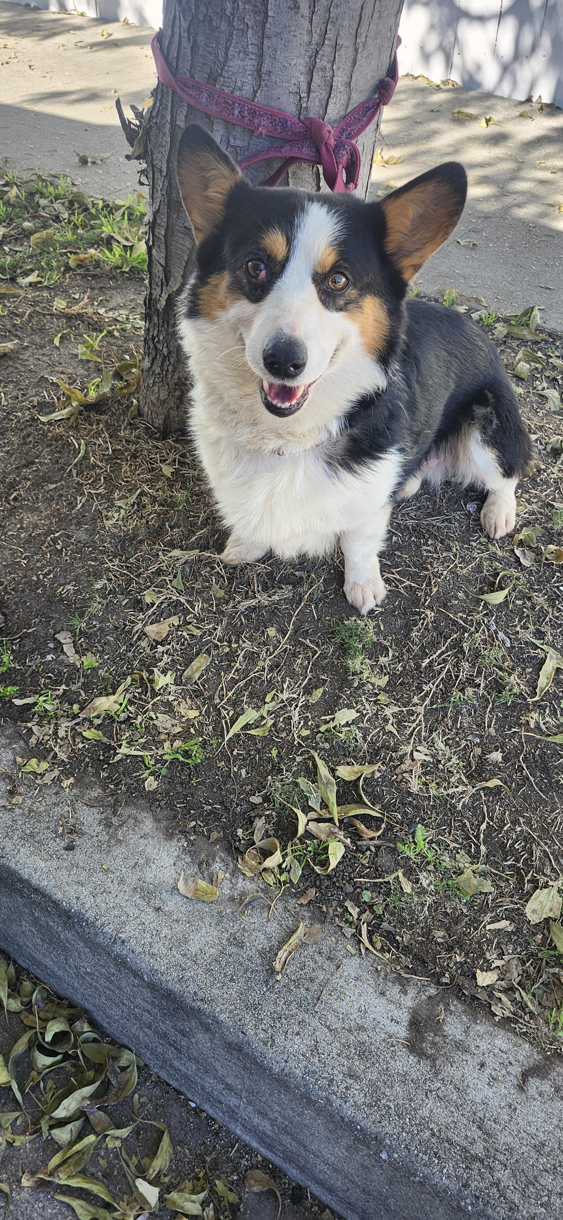 Enlarge Ellie boy, an adopted Corgi in Torrance, CA image 4/4