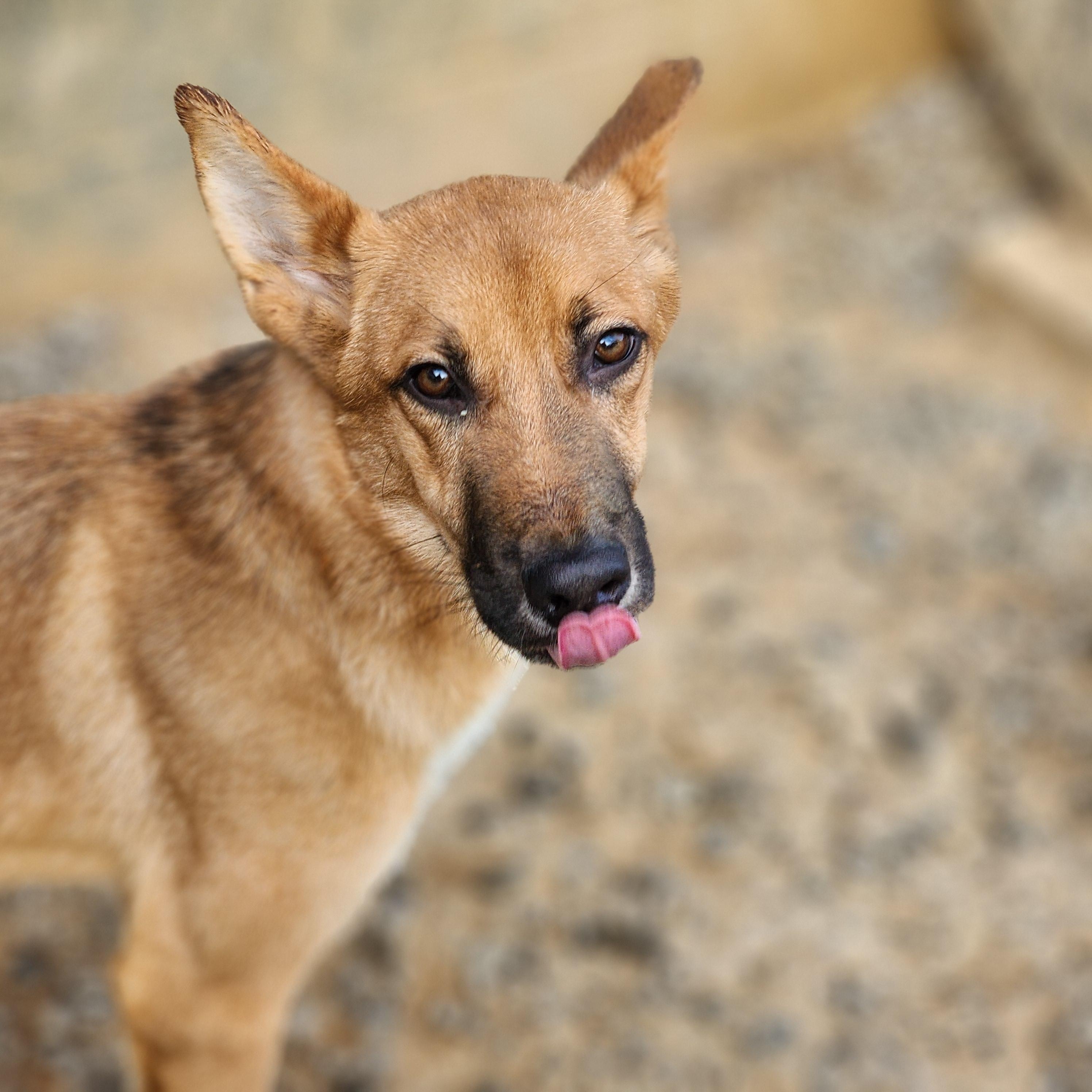 Enlarge Kovu, a Adoptable mixed breed in Chuckey, TN image 1/6