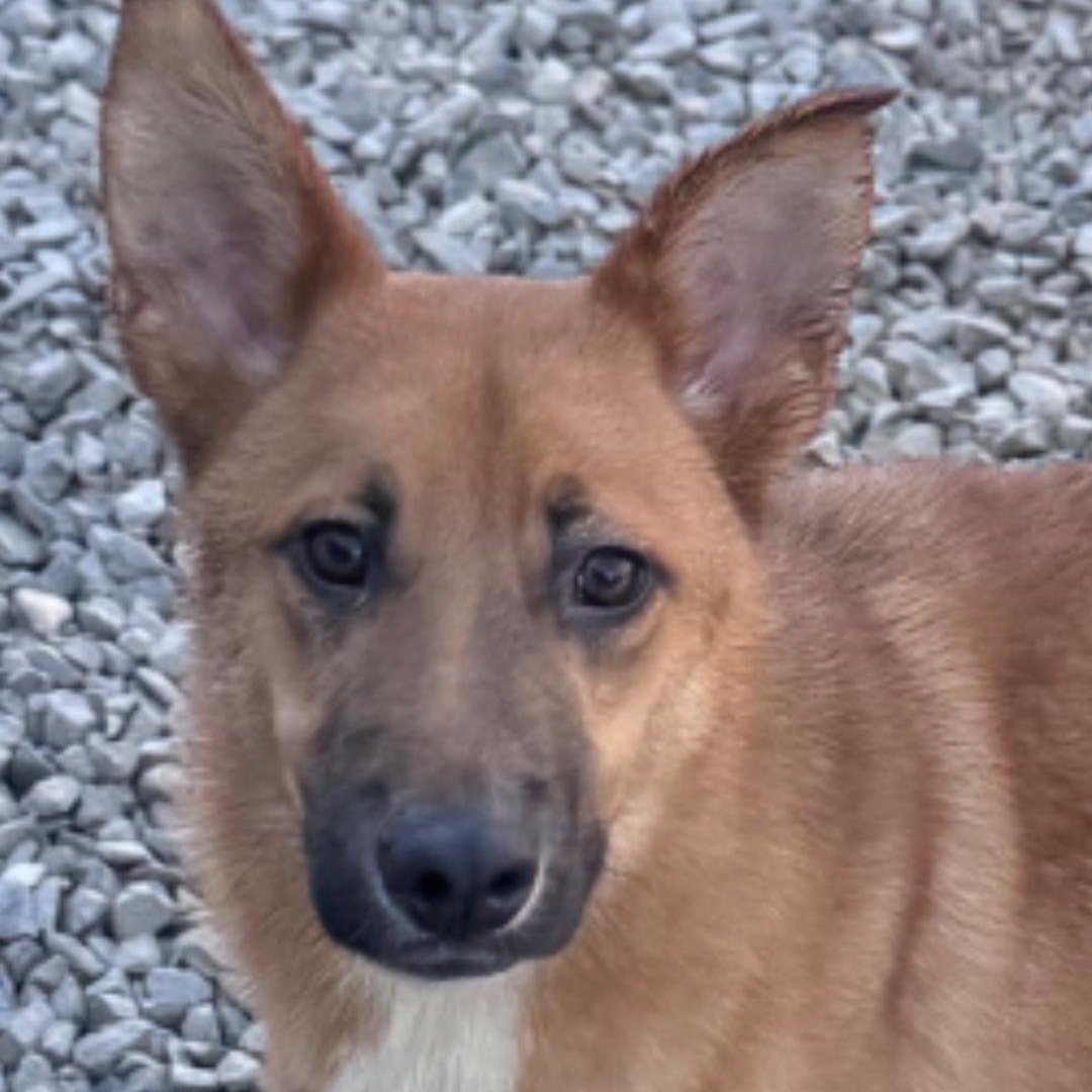 Kovu, Adoptable, Young Male Belgian Shepherd / Malinois & German Shepherd Dog.