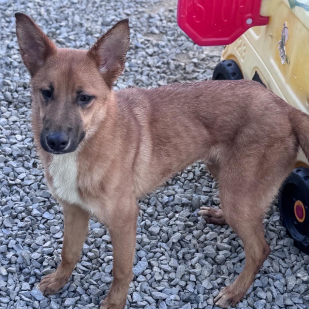 Enlarge Kovu, a Adoptable mixed breed in Chuckey, TN image 3/6