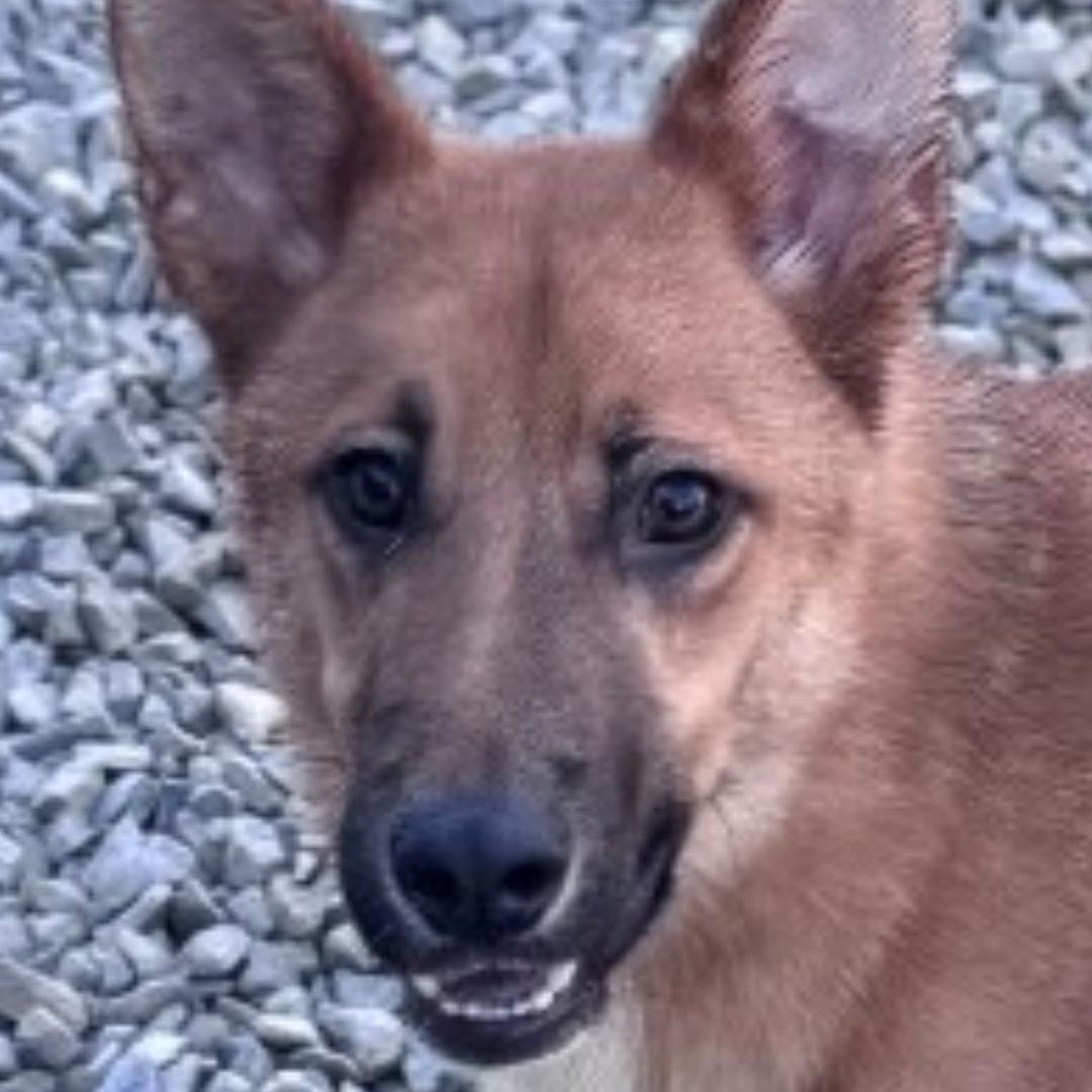 Enlarge Kovu, a Adoptable mixed breed in Chuckey, TN image 4/6