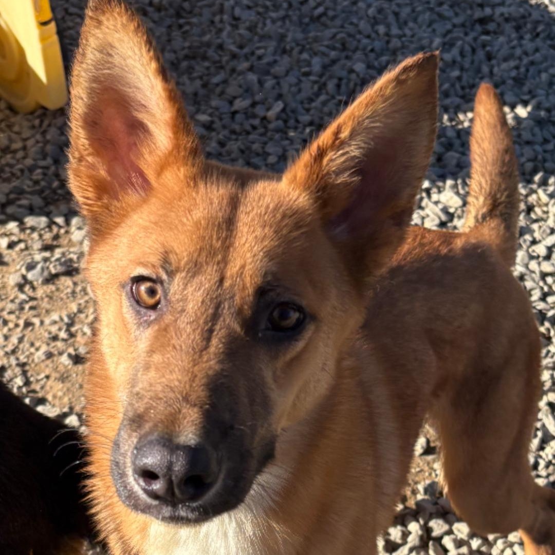 Enlarge Kovu, a Adoptable mixed breed in Chuckey, TN image 5/6