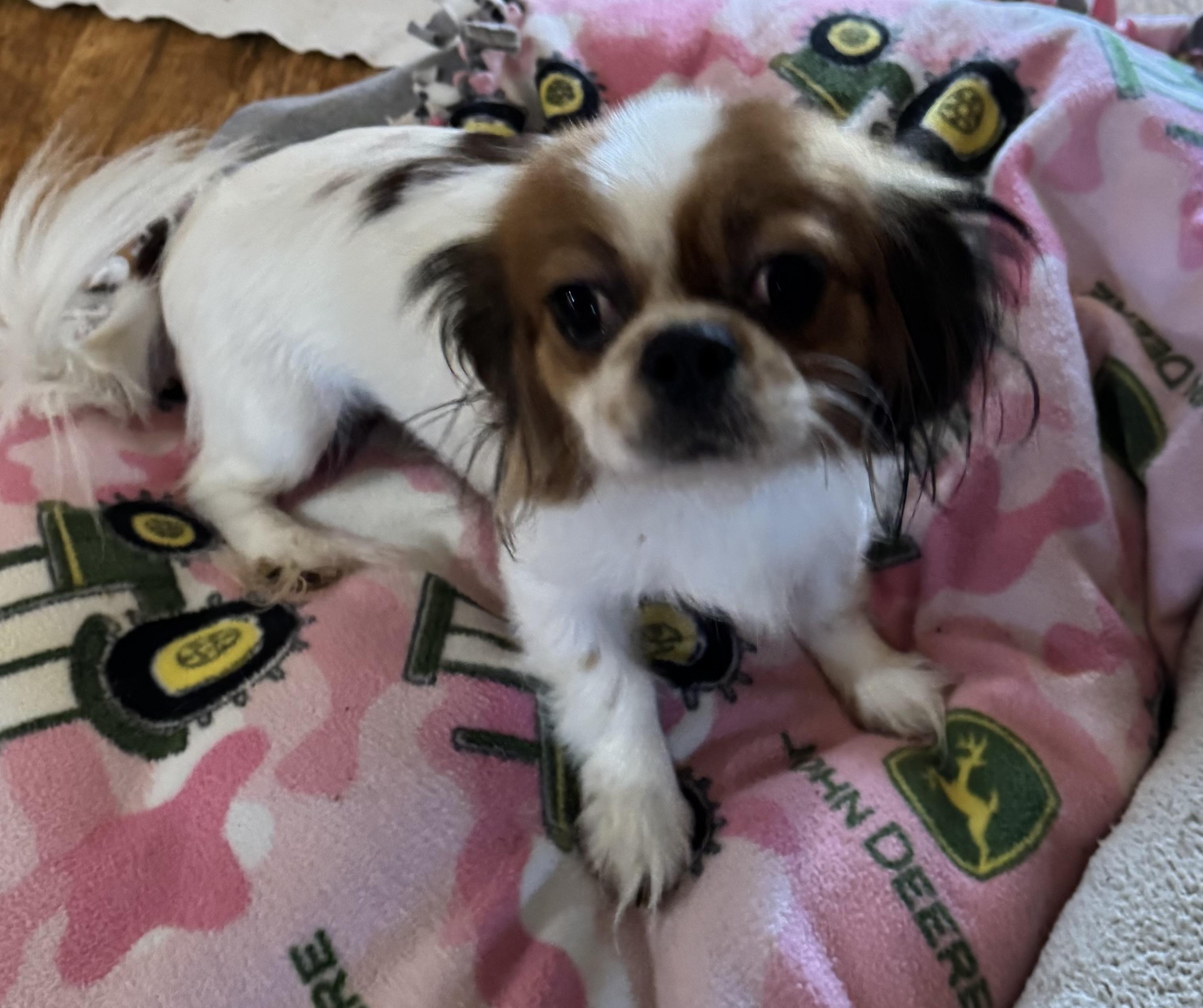 Tessa, Adoptable, Young Female Tibetan Spaniel.
