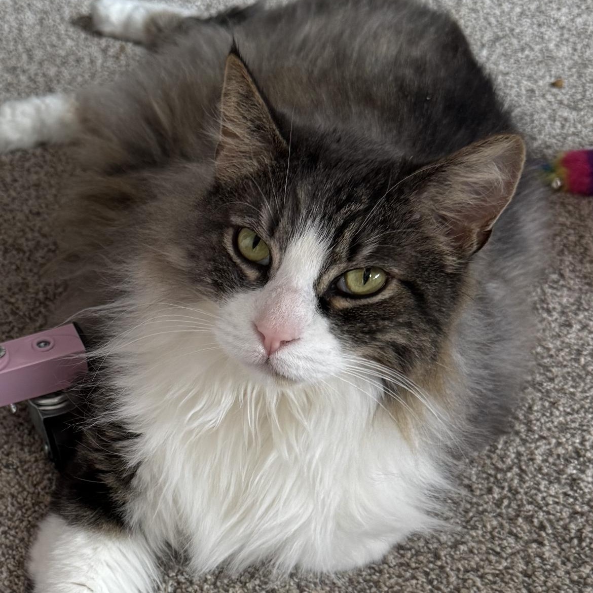 Steve, ADOPTABLE, Adult Male Domestic Long Hair & Tabby.