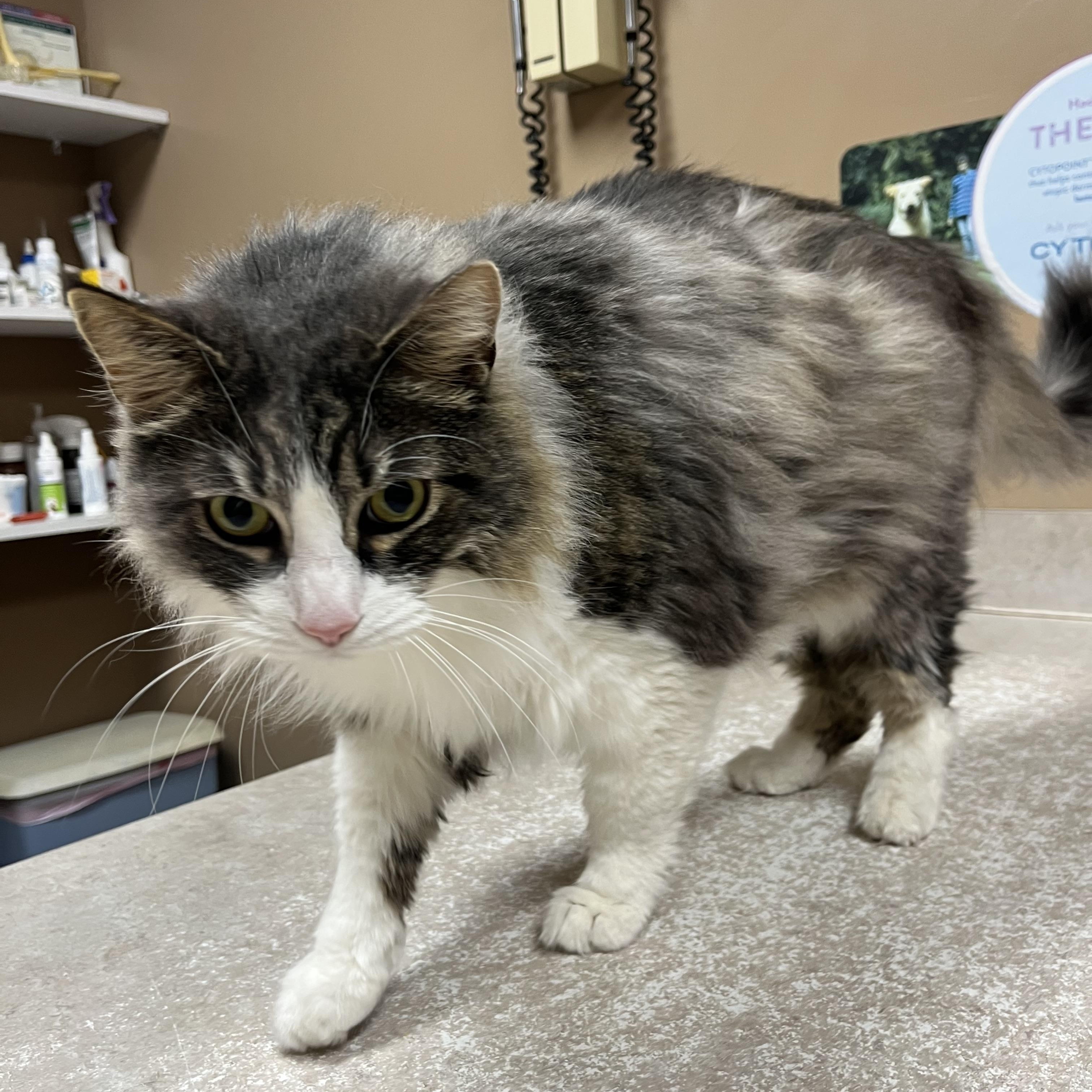 Enlarge Steve, a ADOPTABLE mixed breed in Omaha, NE image 3/6