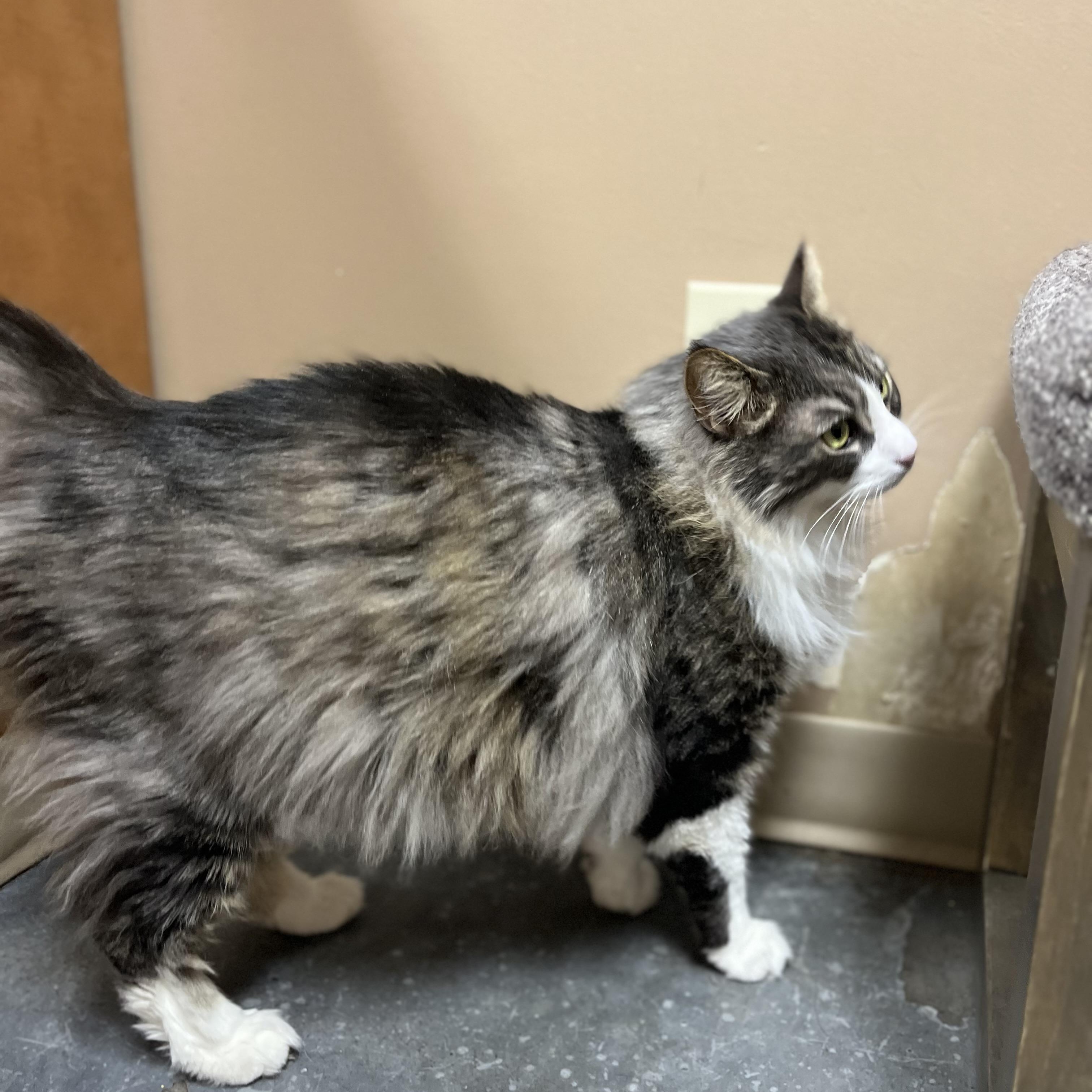 Enlarge Steve, a ADOPTABLE mixed breed in Omaha, NE image 4/6