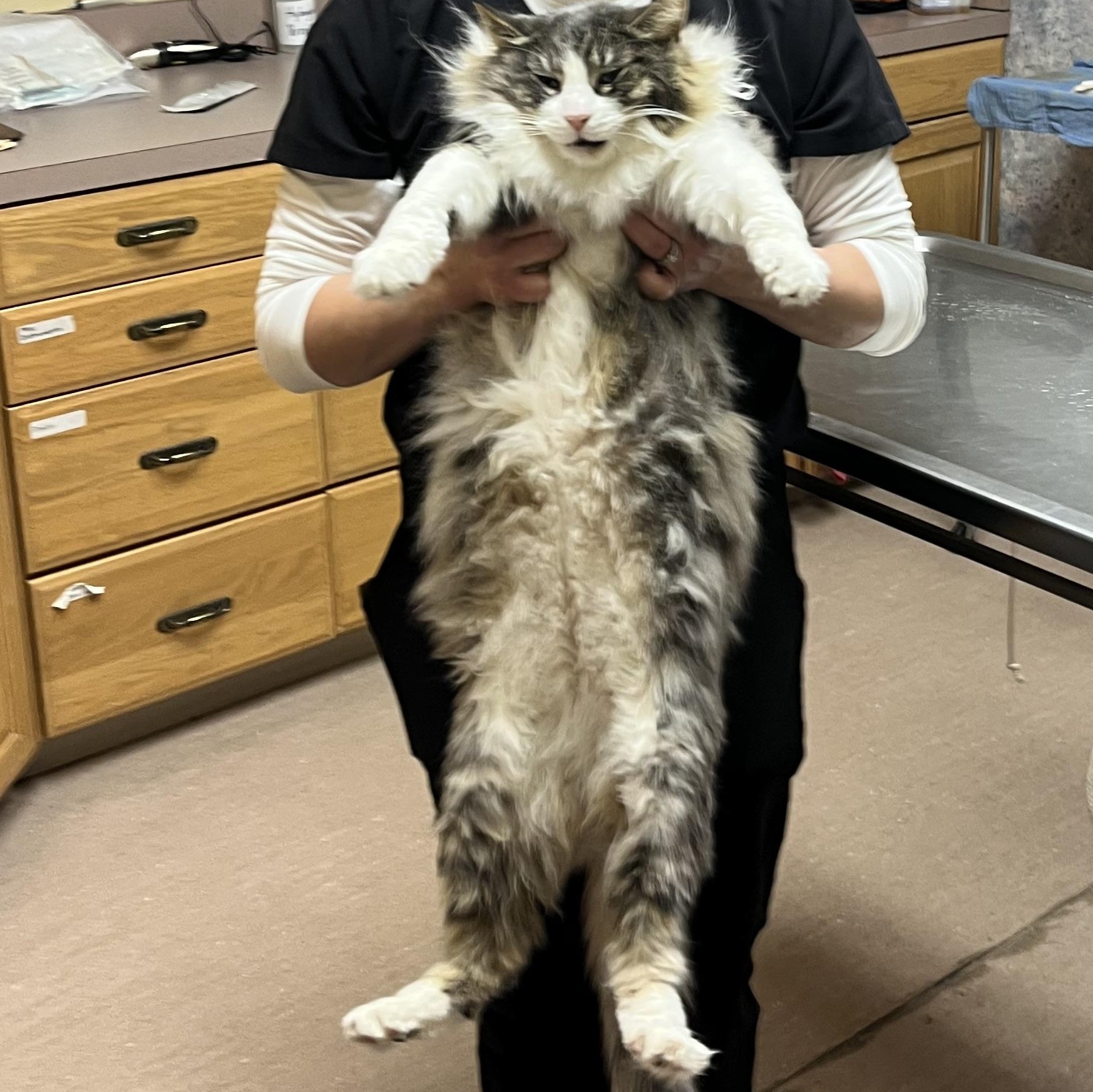 Enlarge Steve, a ADOPTABLE mixed breed in Omaha, NE image 6/6