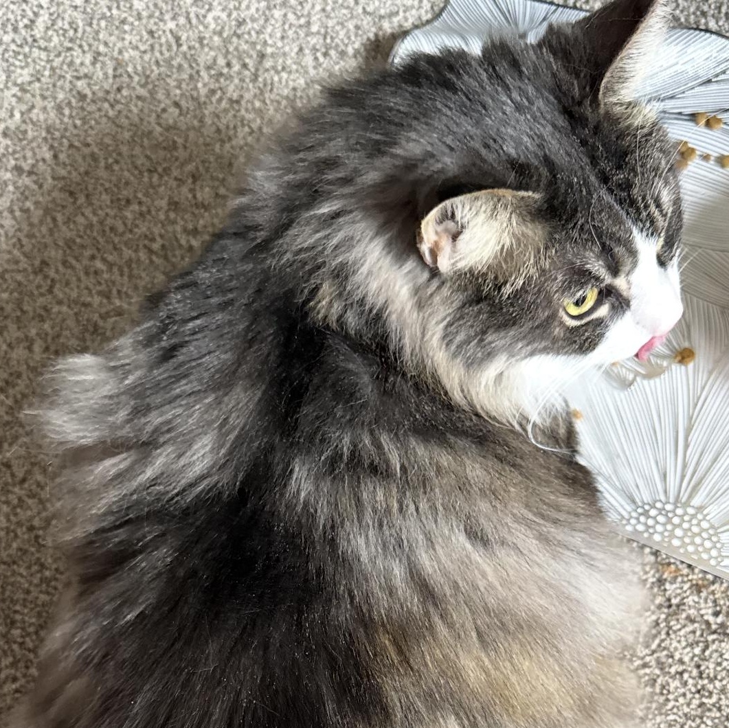 Enlarge Steve, a ADOPTABLE mixed breed in Omaha, NE image 5/6