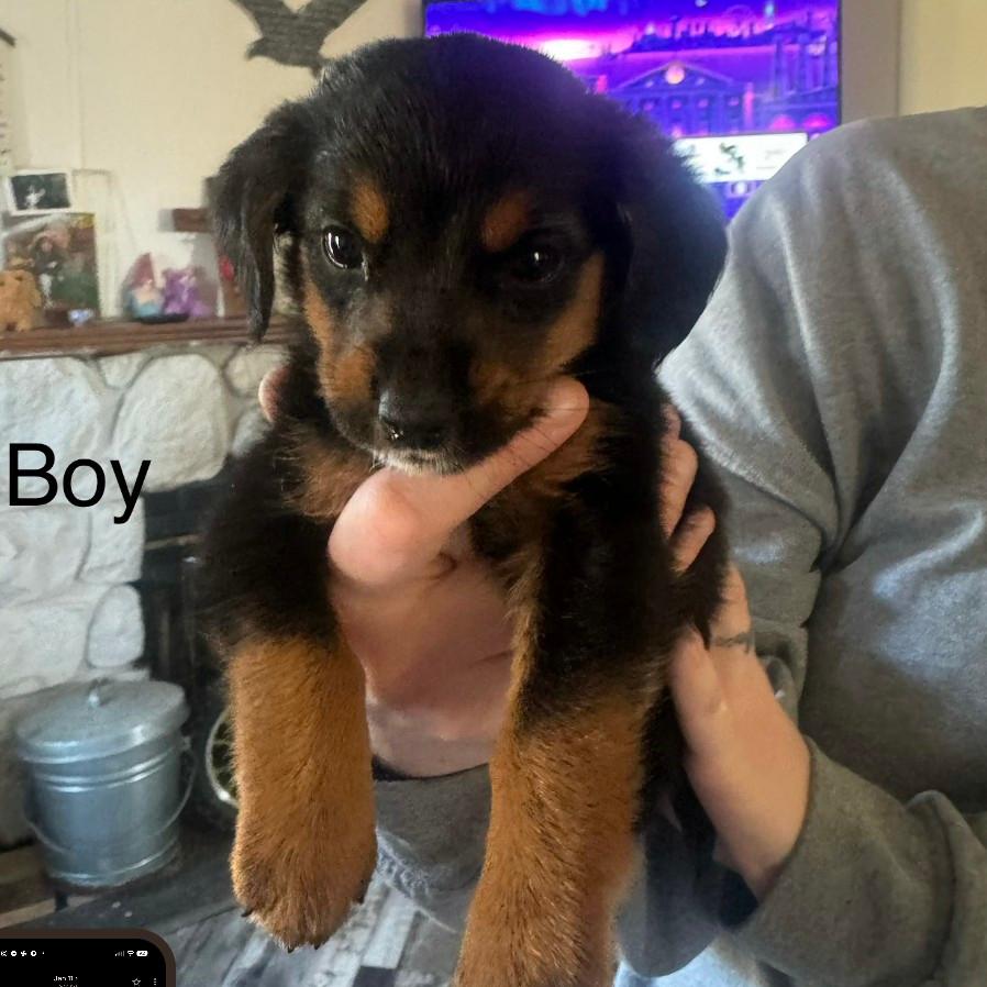Bear, Adoptable, Puppy Male Mixed Breed.