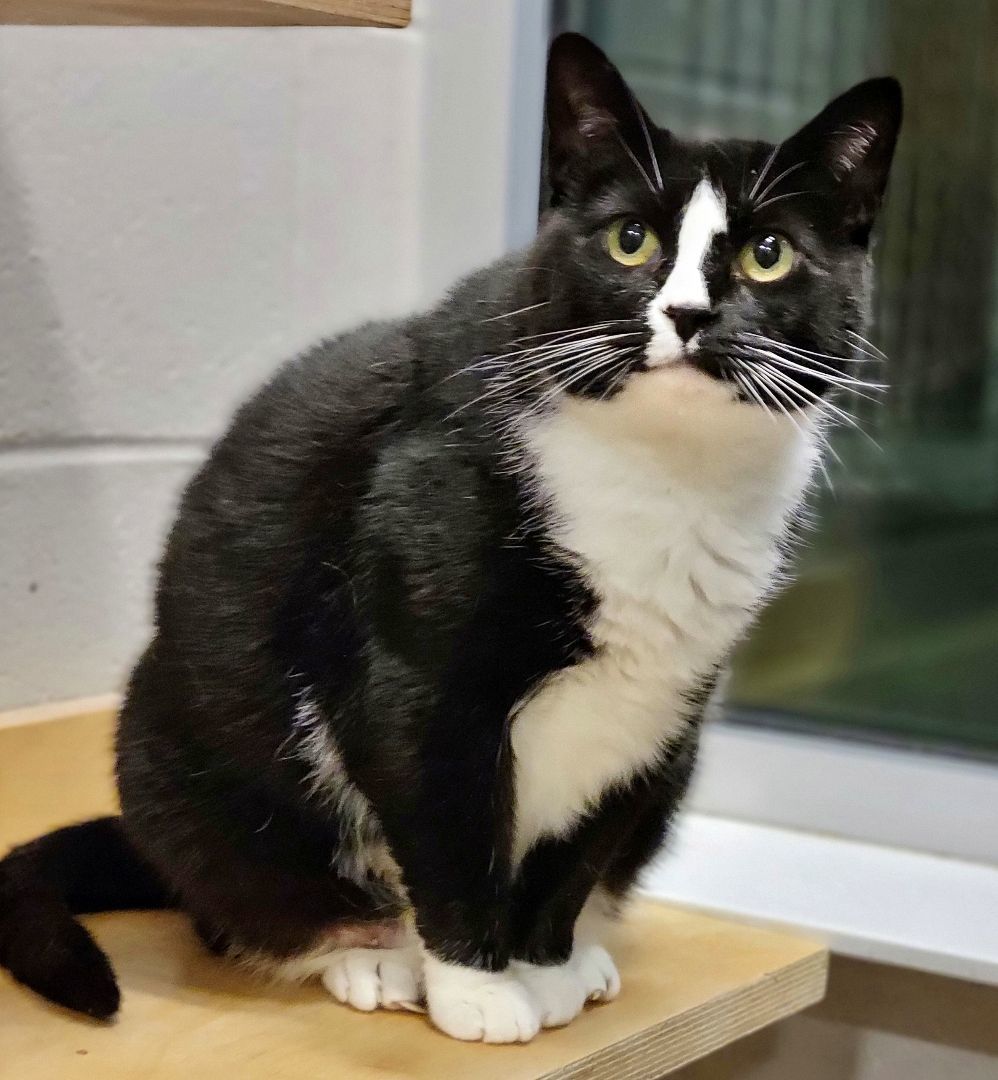 Enlarge 3-120 Truffle, a Adoptable Domestic Short Hair in Amityville, NY image 4/12