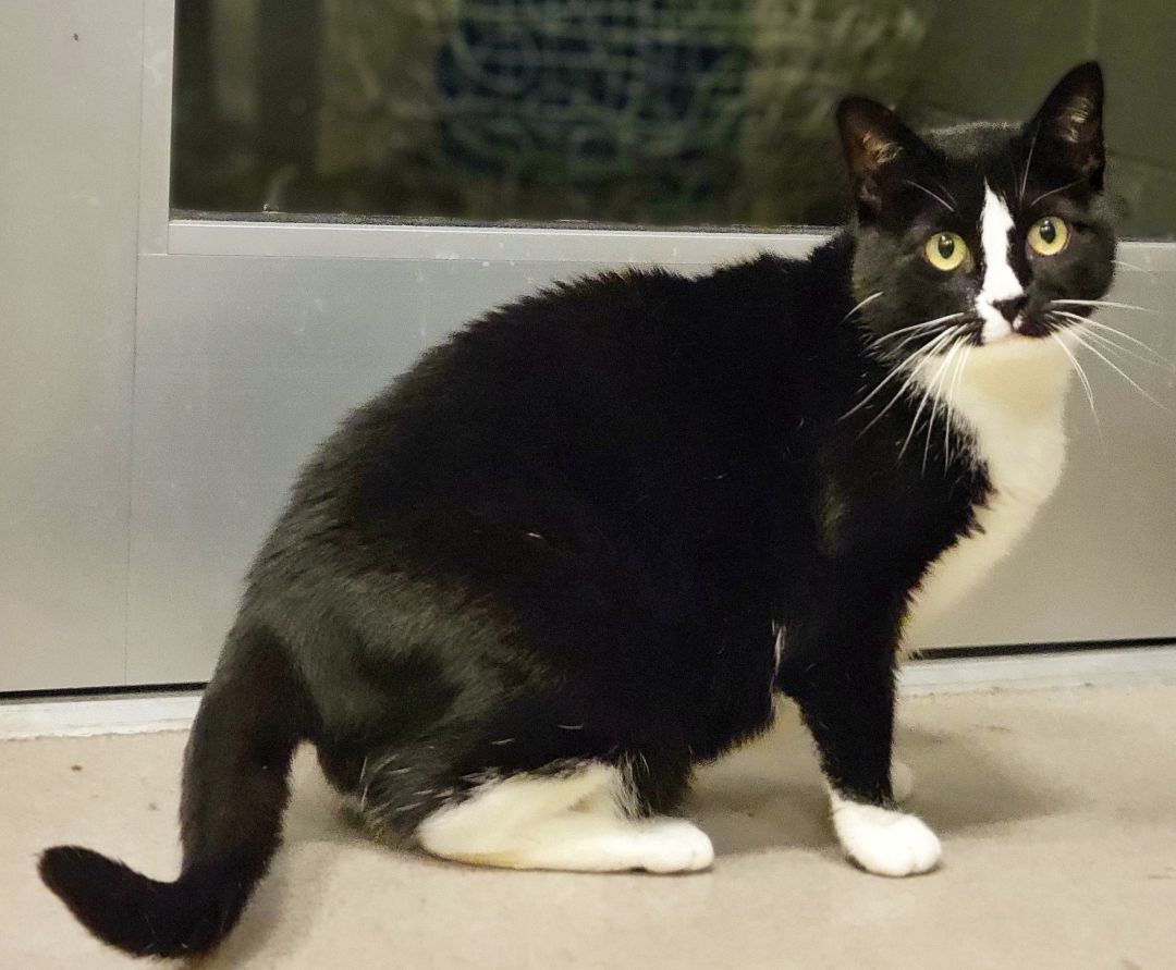 Enlarge 3-120 Truffle, a Adoptable Domestic Short Hair in Amityville, NY image 6/12