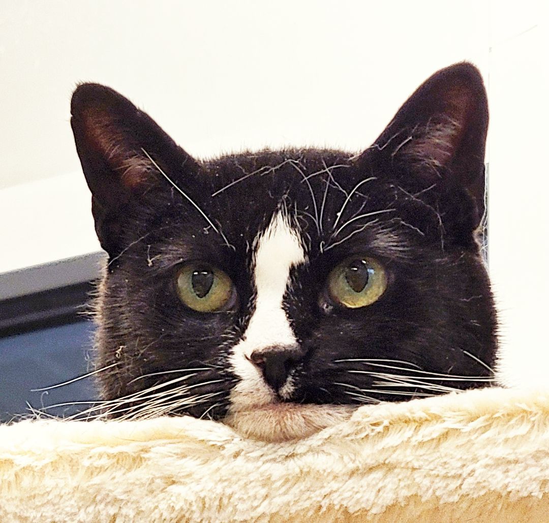 Enlarge 3-120 Truffle, a Adoptable Domestic Short Hair in Amityville, NY image 9/12